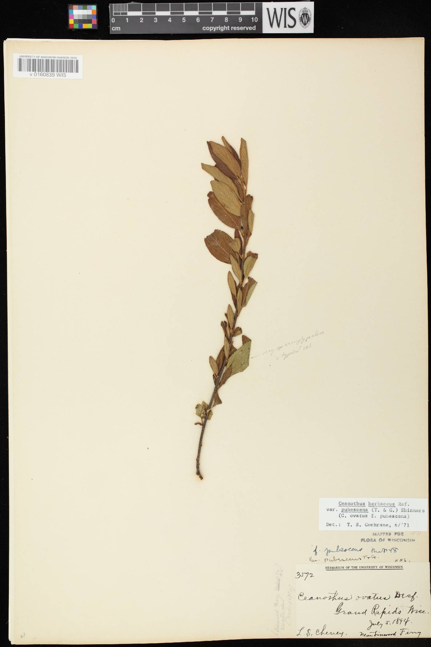 Ceanothus herbaceus image