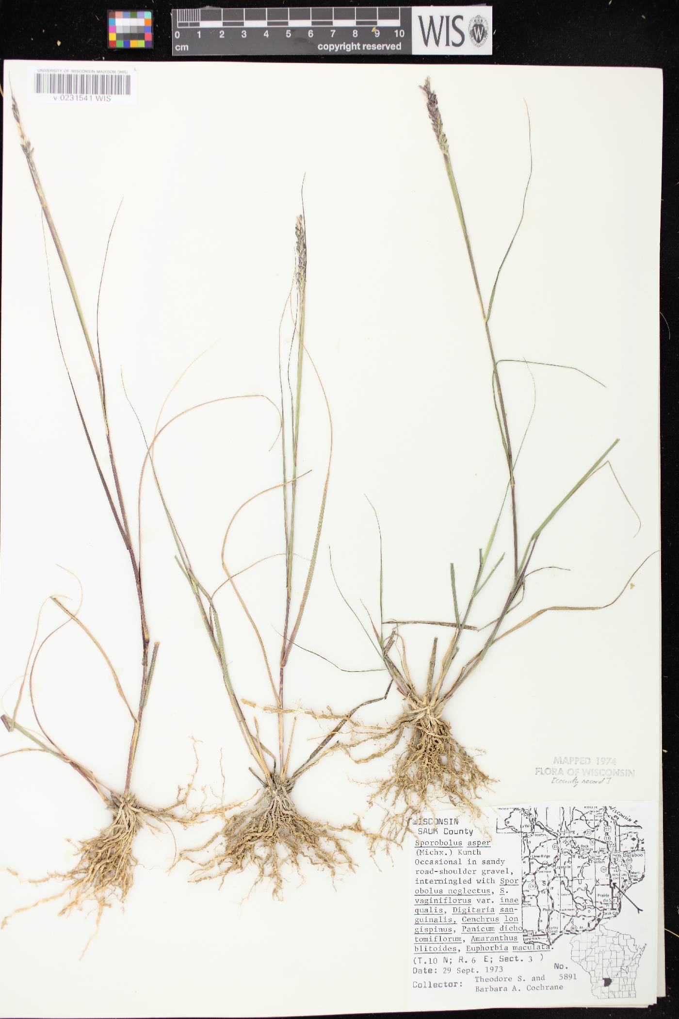 Sporobolus compositus var. compositus image