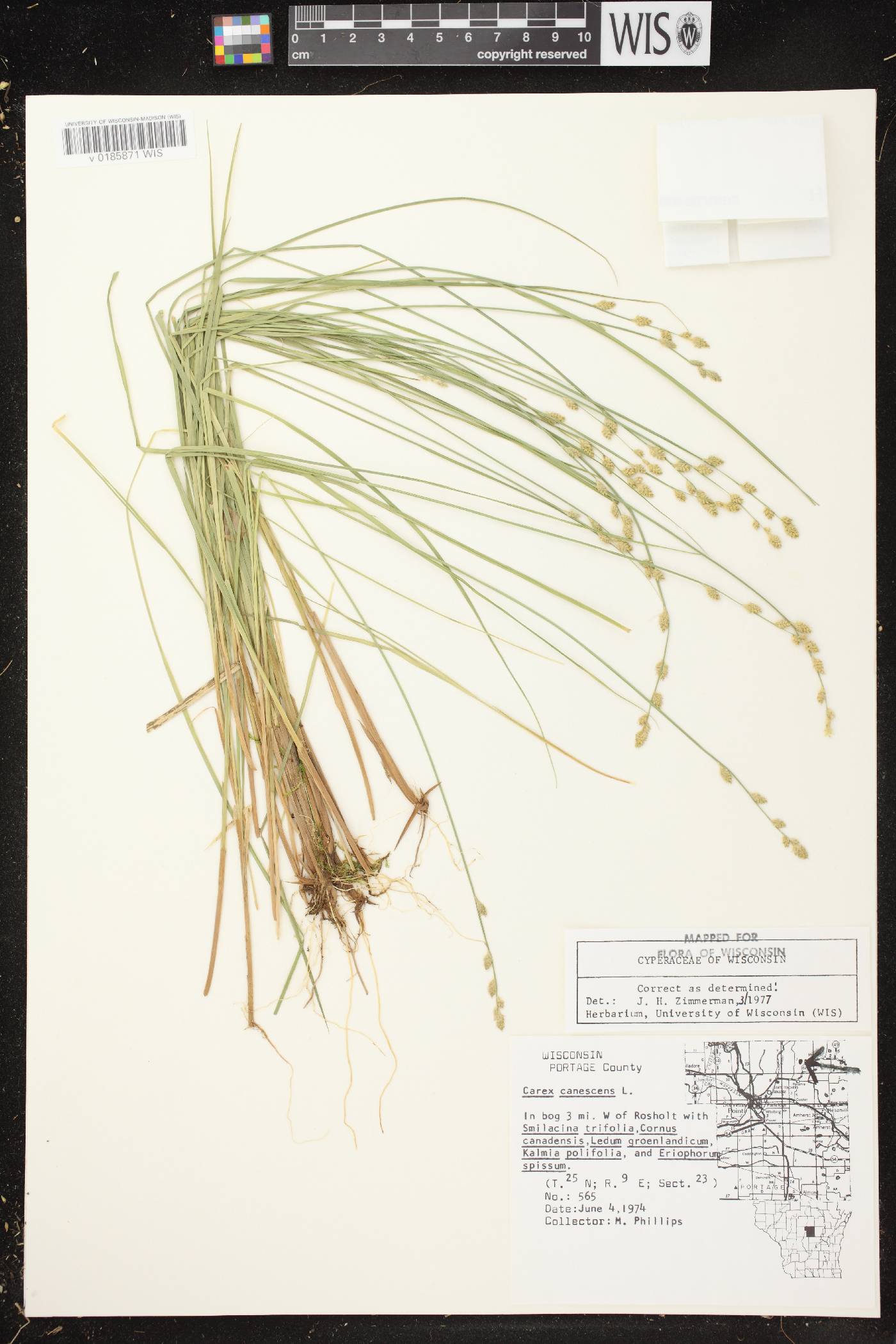 Carex canescens image