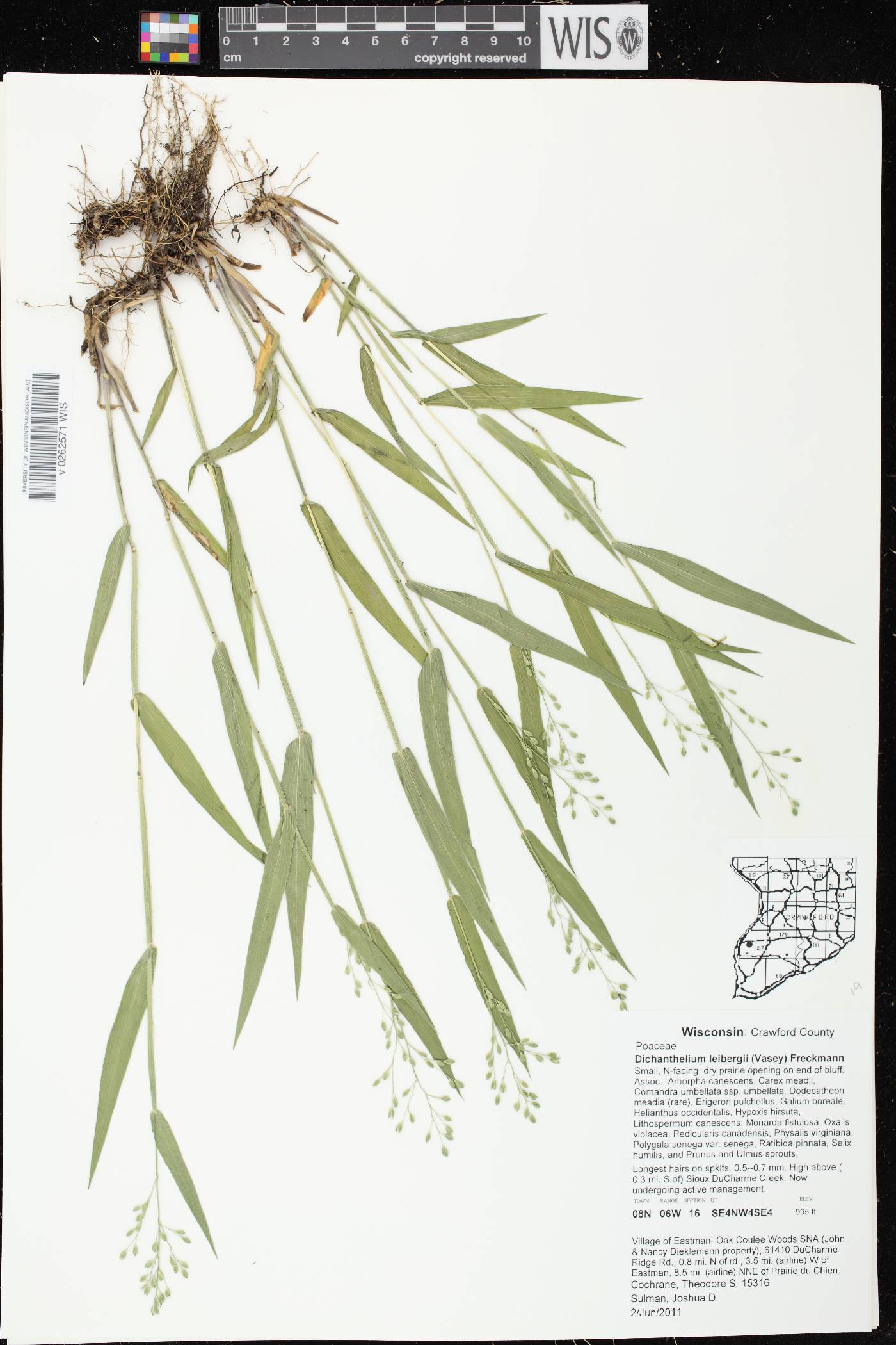 Dichanthelium leibergii image
