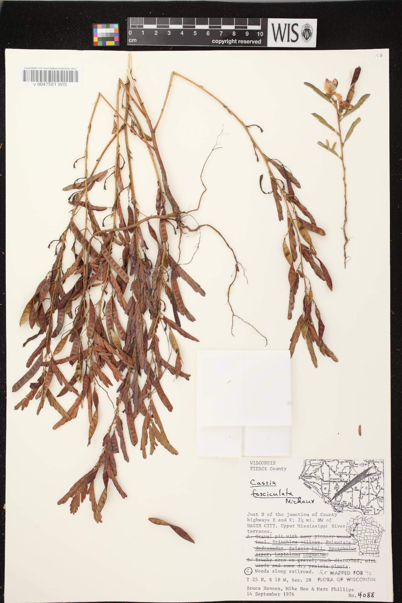 Chamaecrista fasciculata image
