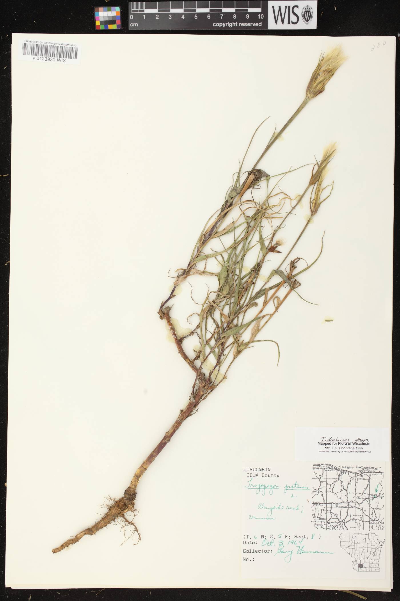 Tragopogon dubius image