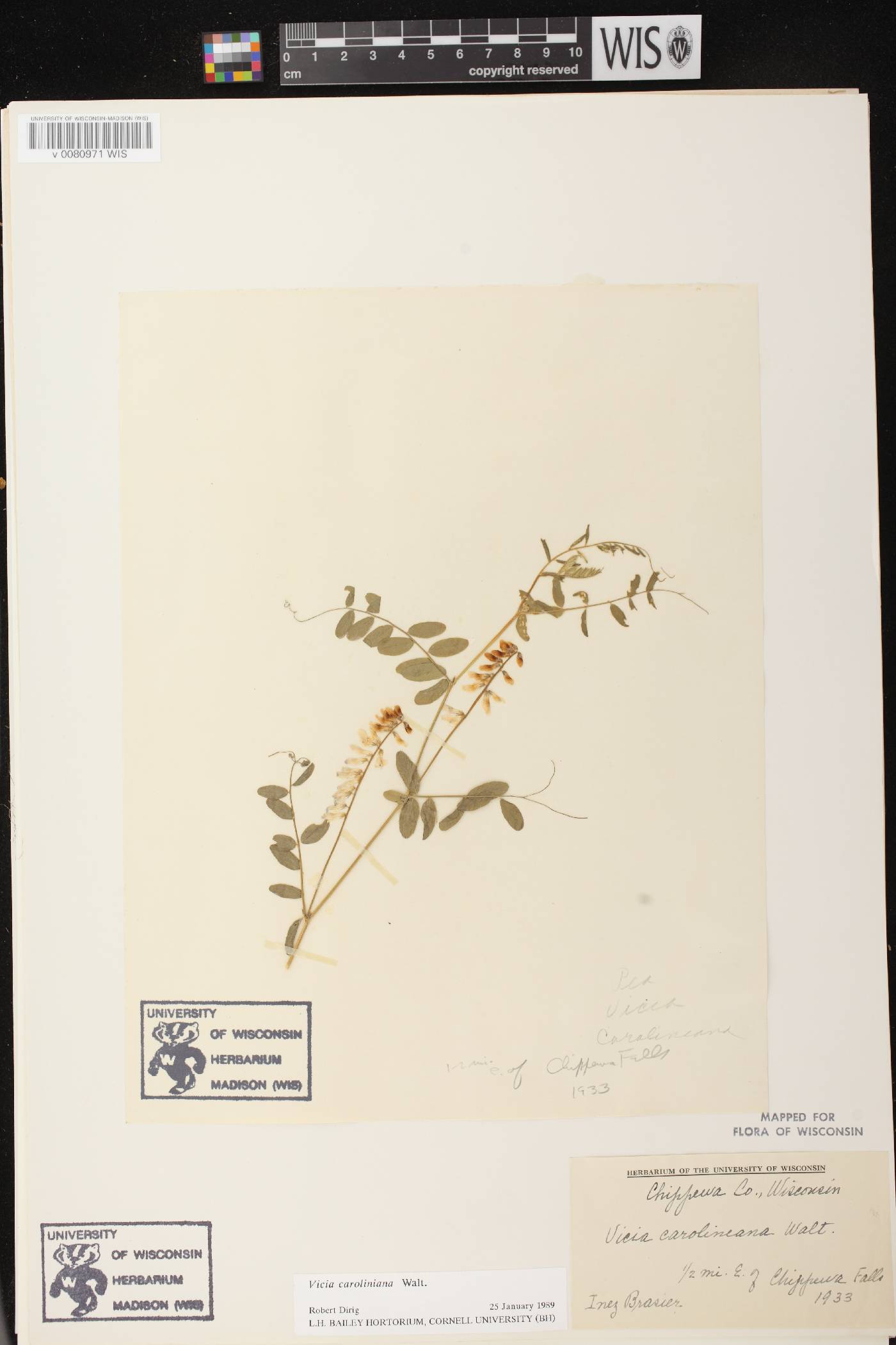 Vicia caroliniana image