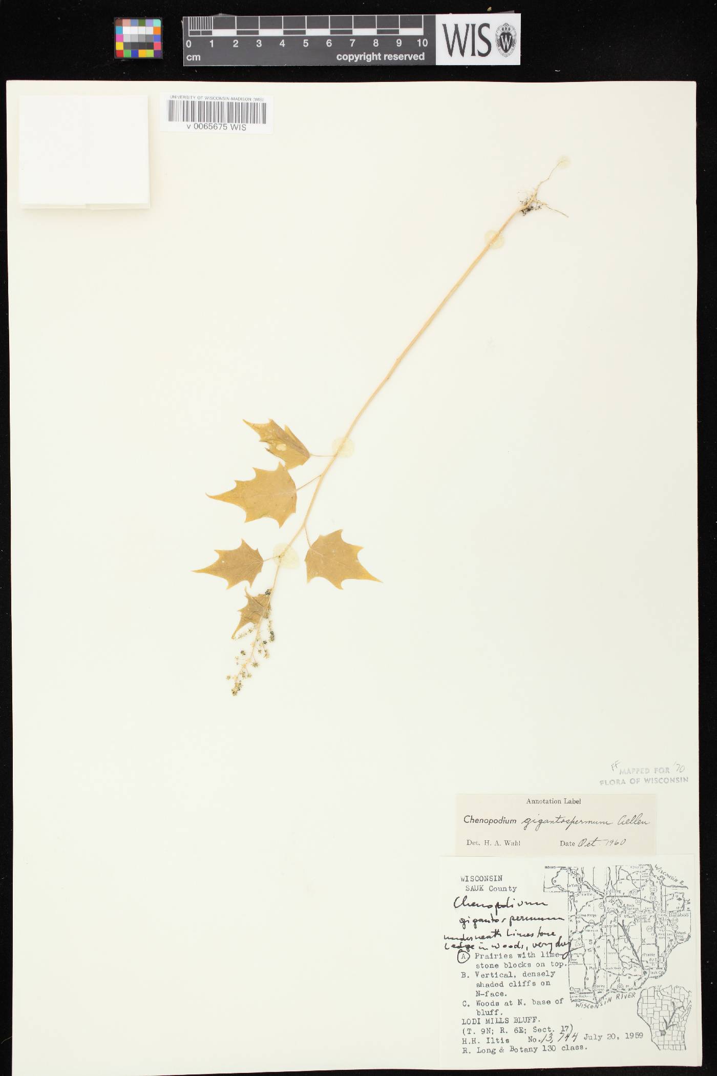Chenopodium simplex image