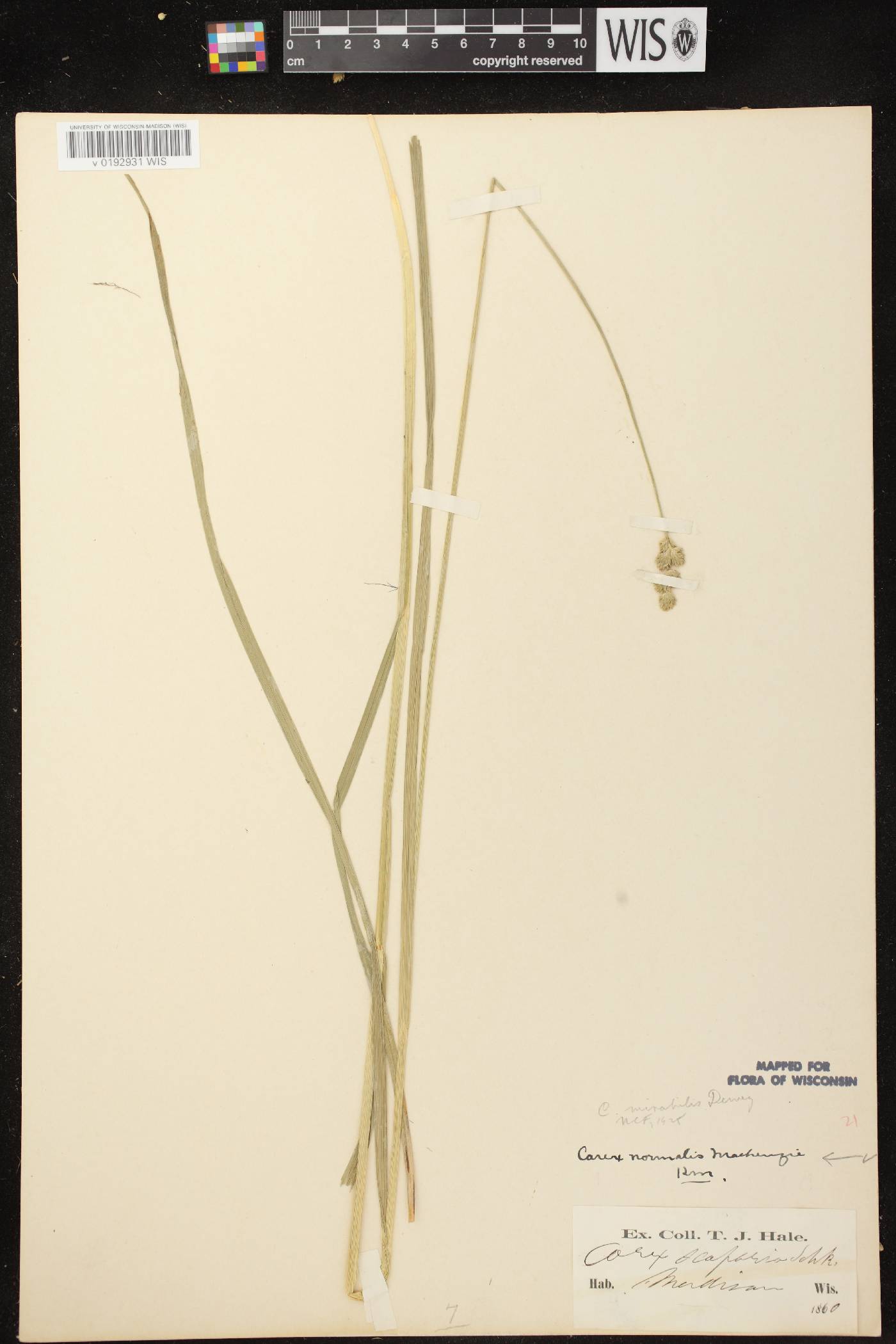 Carex normalis image