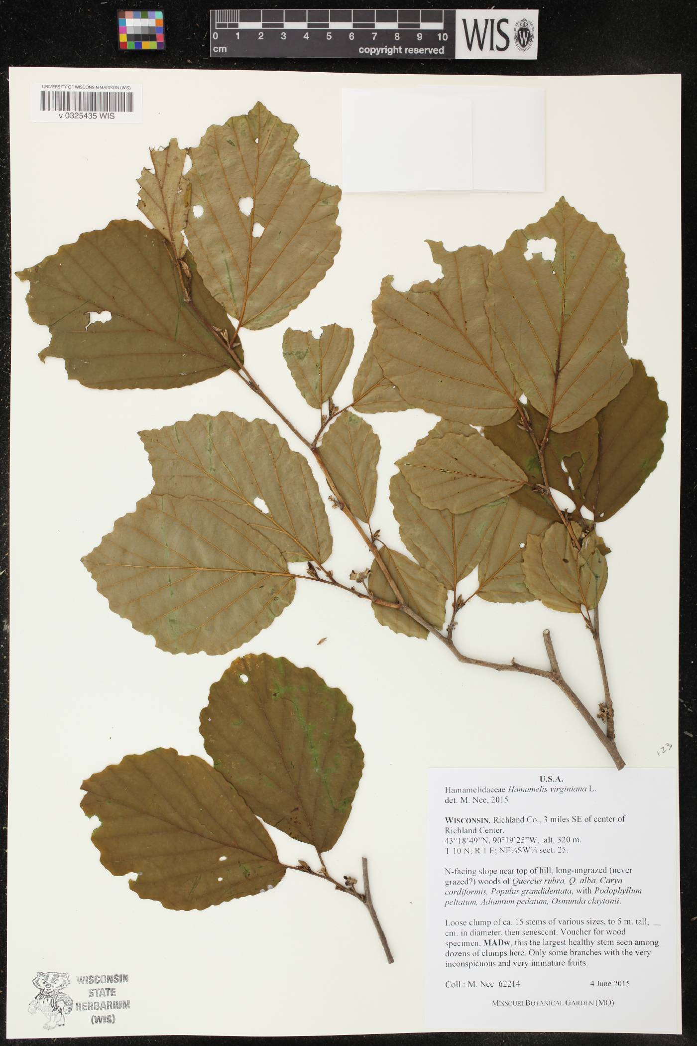 Hamamelis virginiana image
