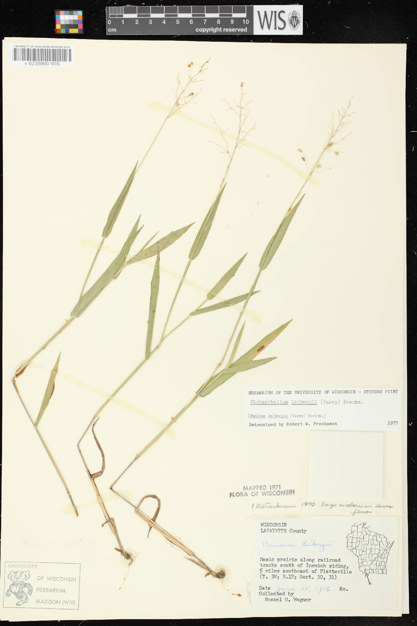 Dichanthelium leibergii image
