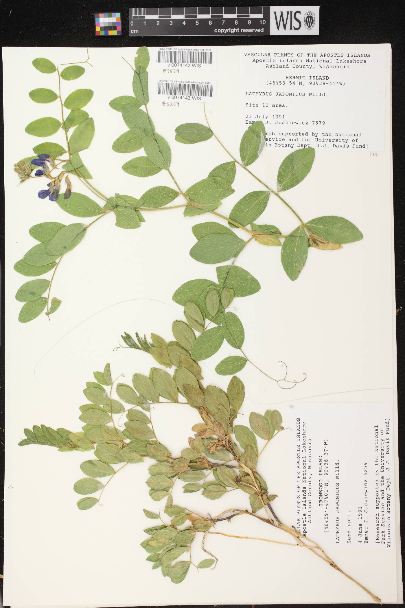 Lathyrus japonicus var. maritimus image