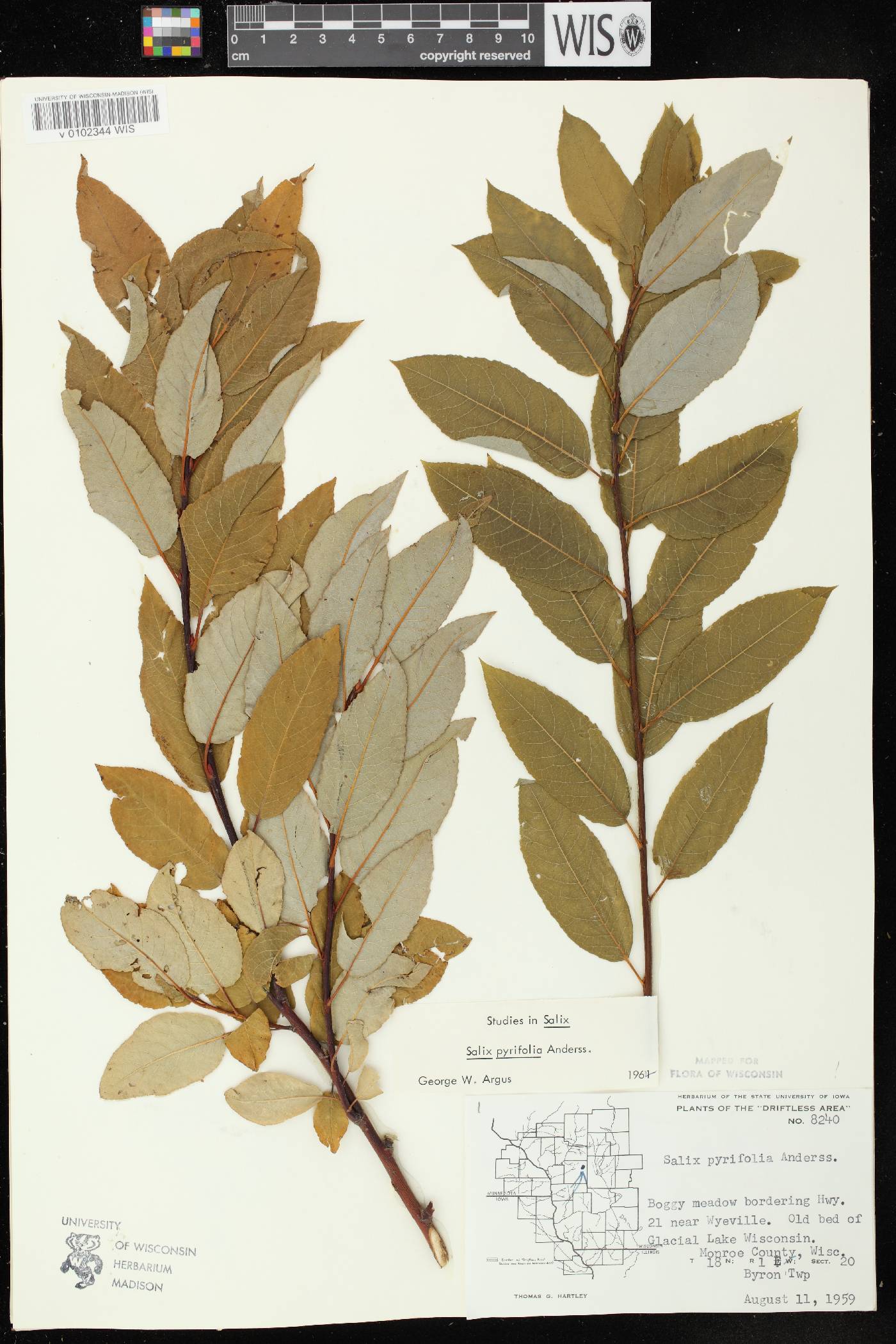 Salix pyrifolia image