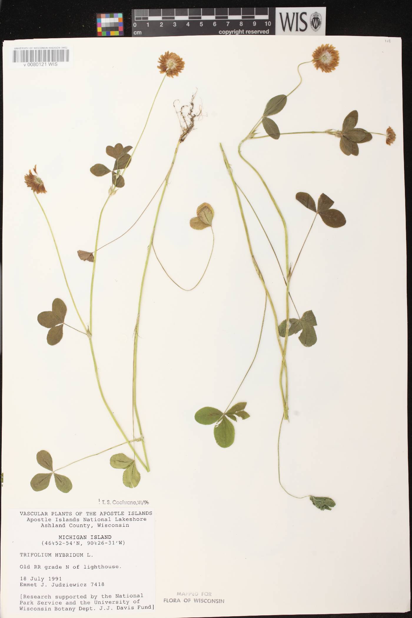 Trifolium hybridum image