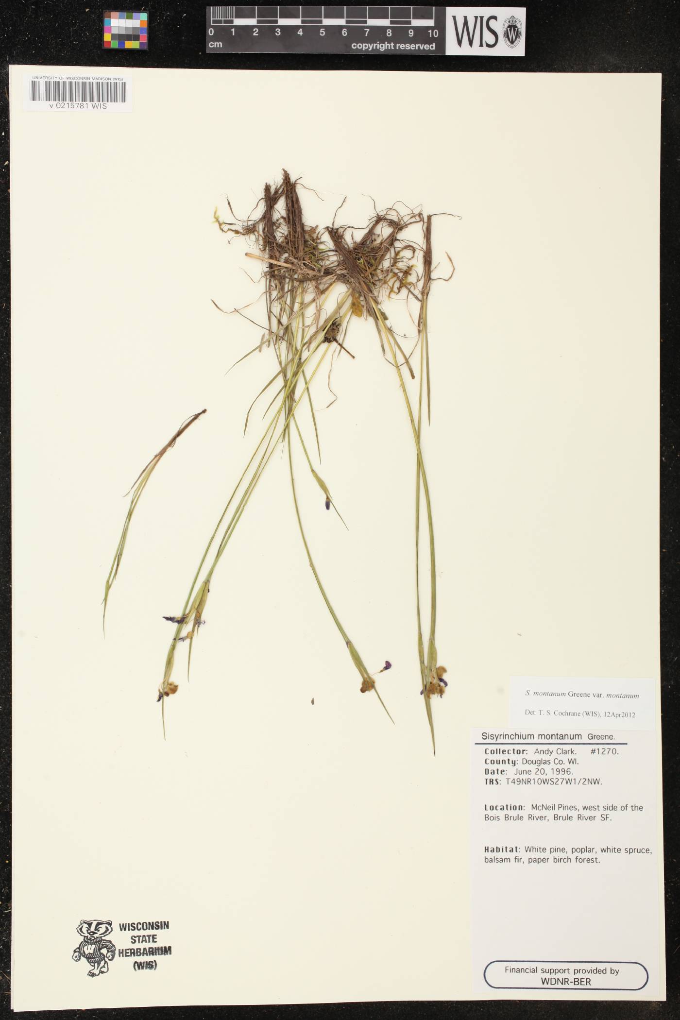 Sisyrinchium montanum image
