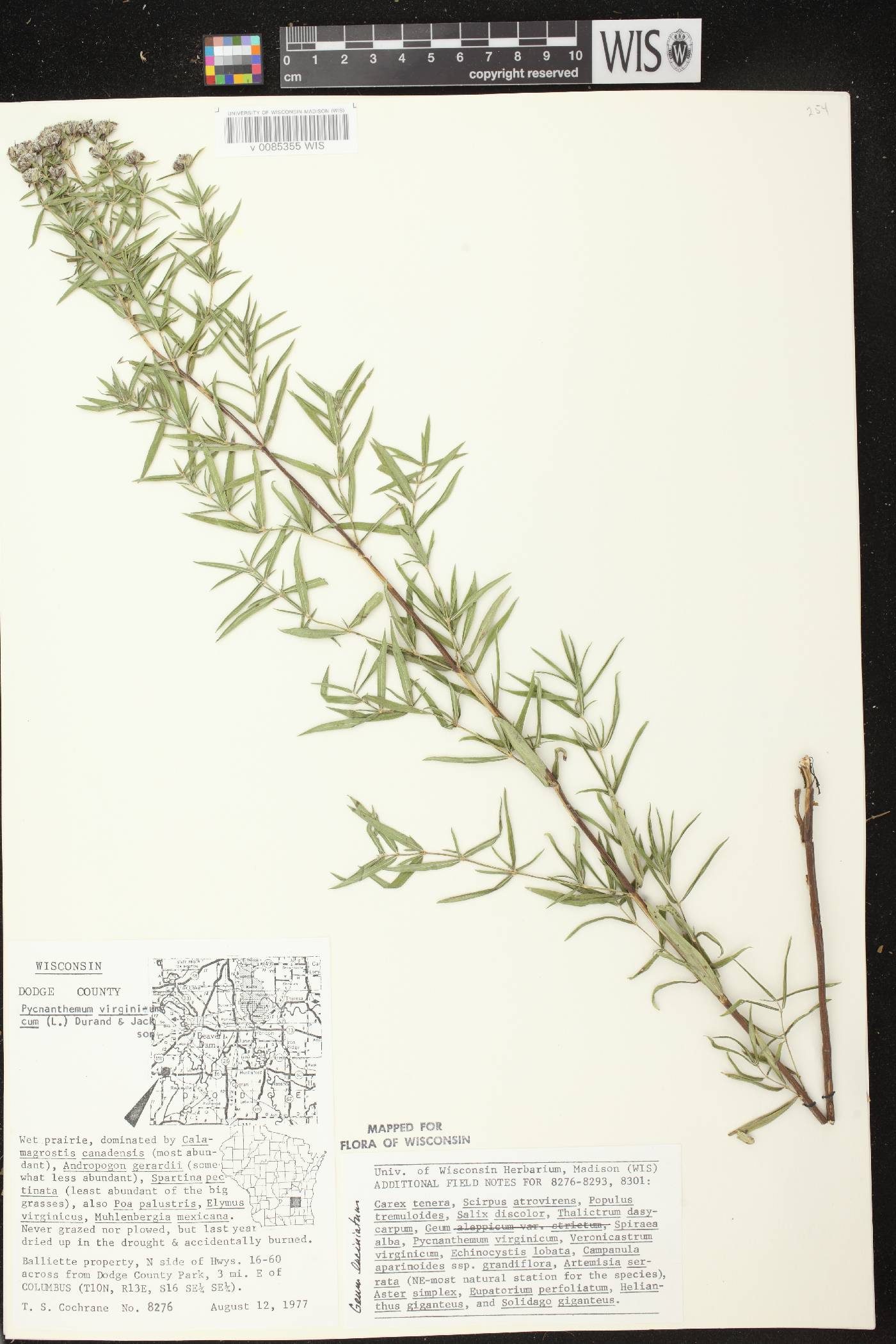 Pycnanthemum virginianum image