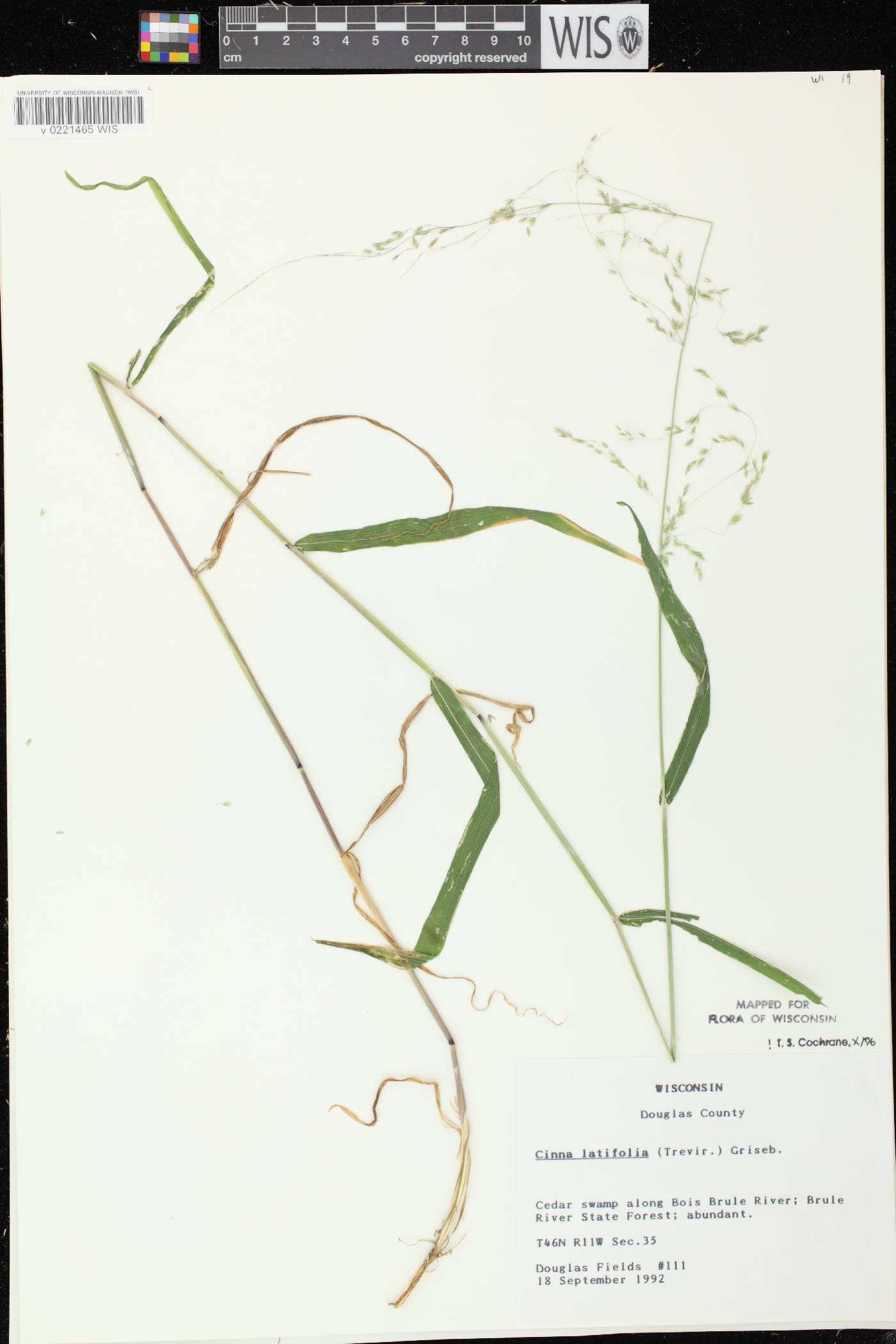 Cinna latifolia image