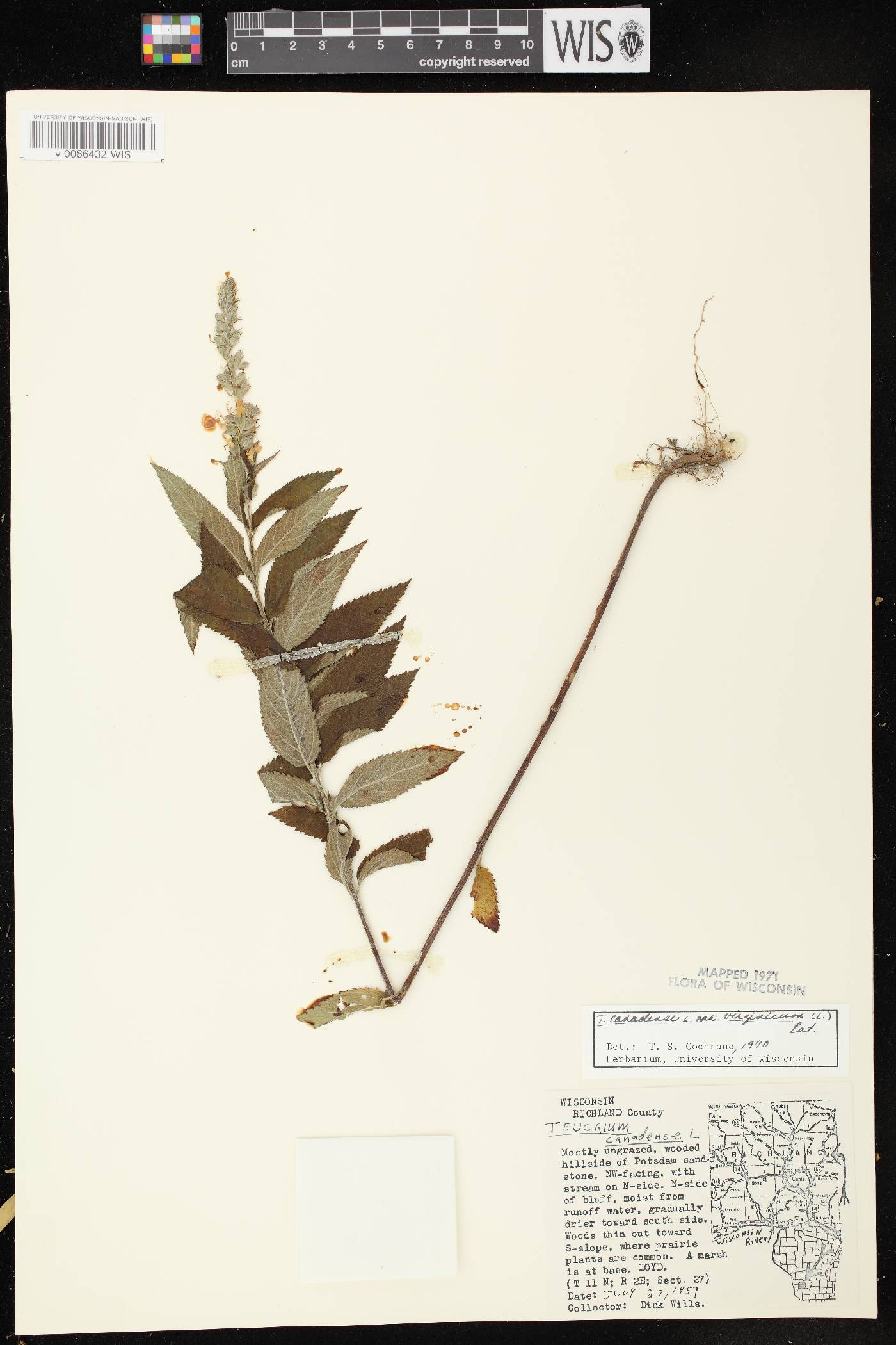 Teucrium canadense var. virginicum image