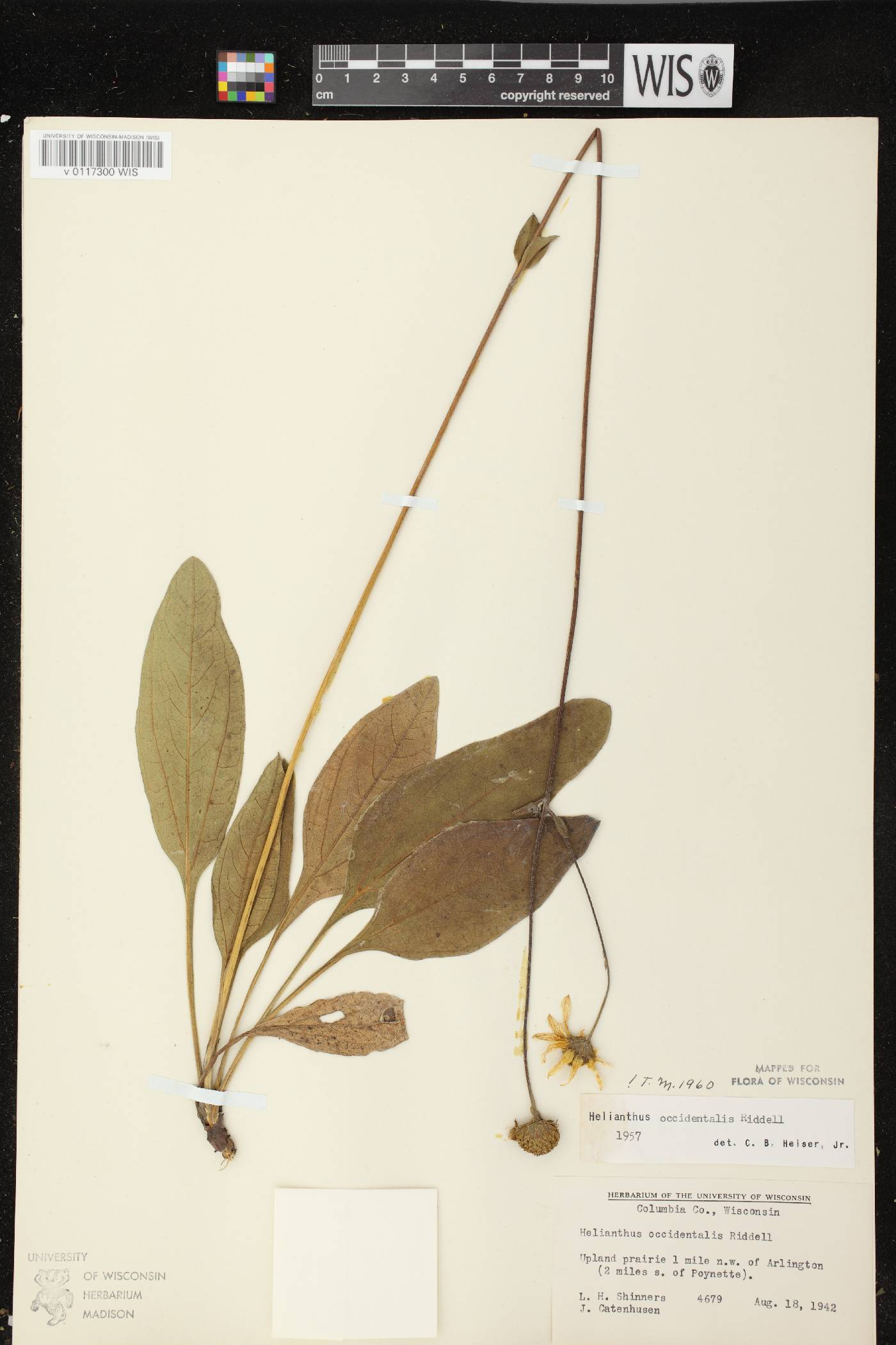 Helianthus occidentalis subsp. occidentalis image