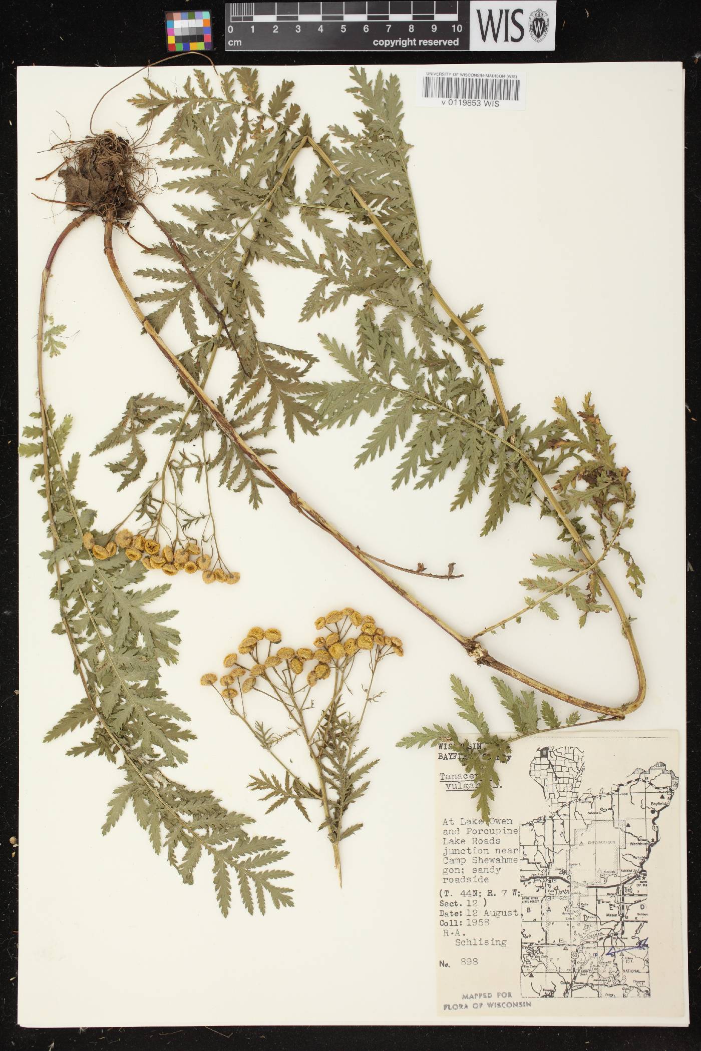 Tanacetum vulgare image