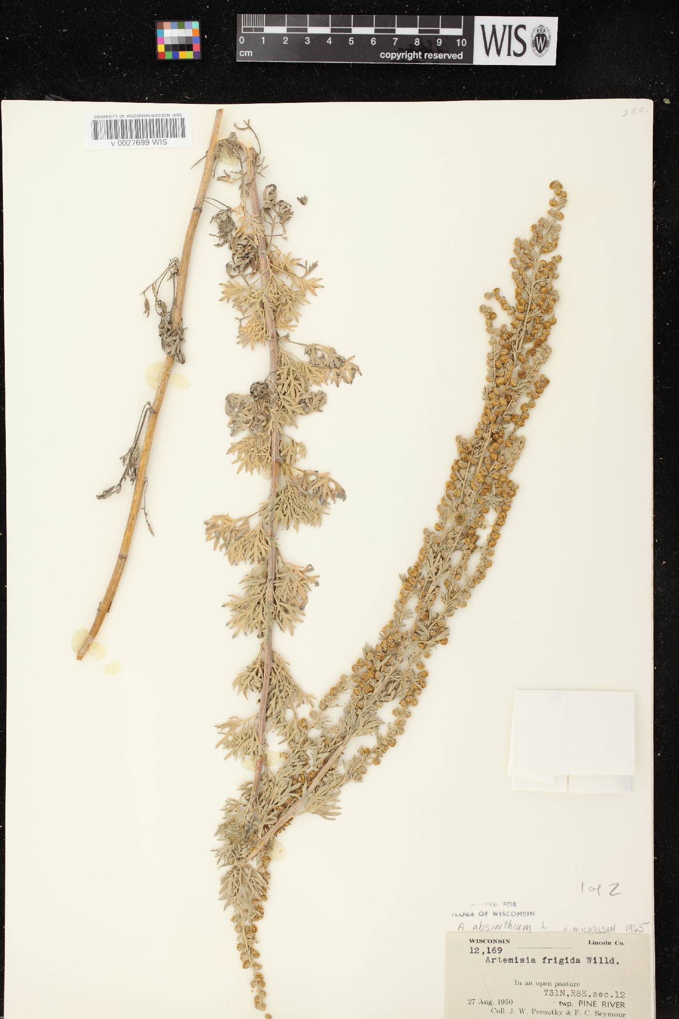 Artemisia absinthium image