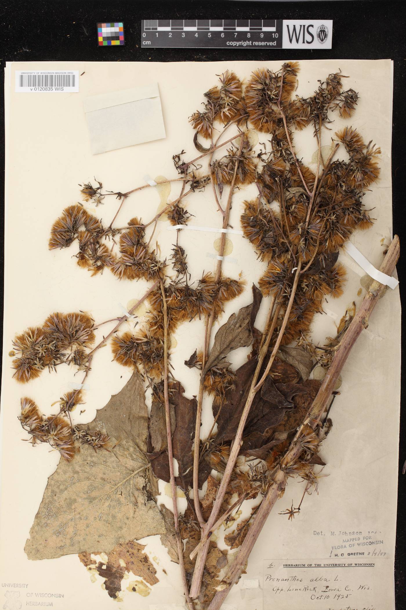 Prenanthes alba image