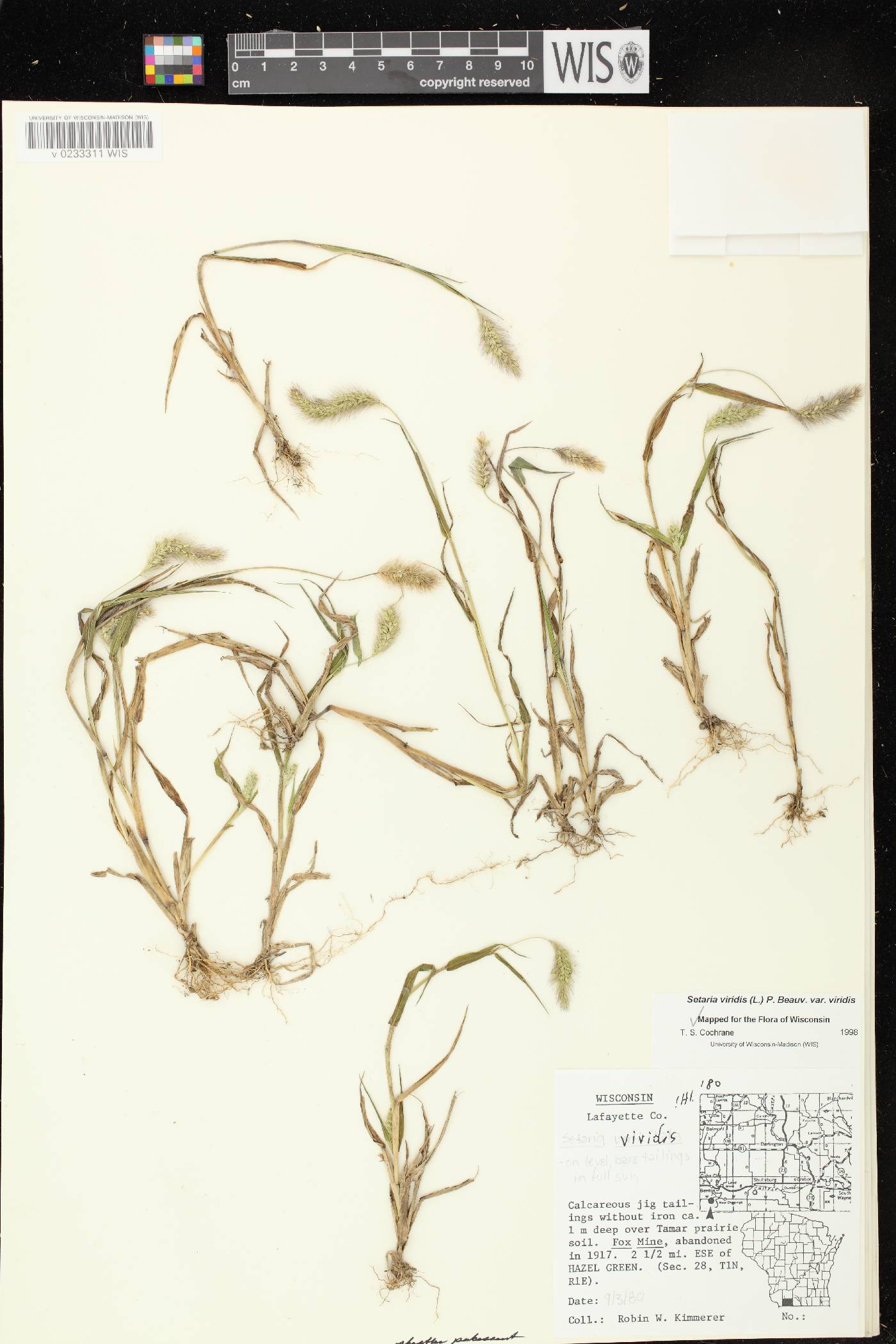 Setaria viridis var. viridis image