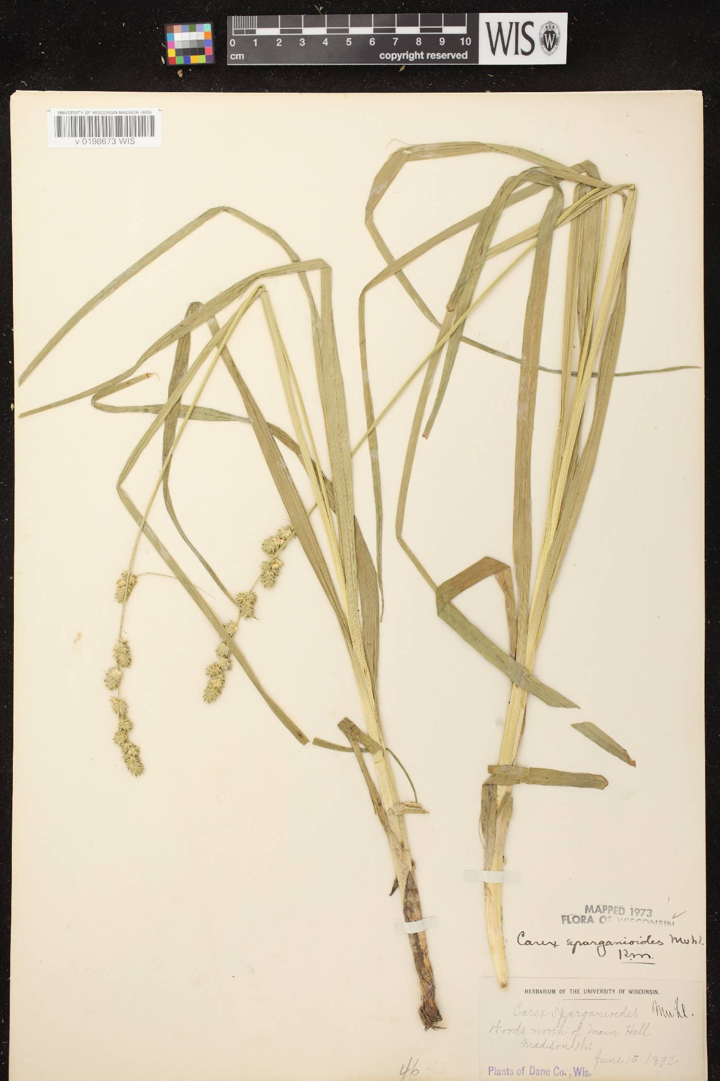 Carex sparganioides image