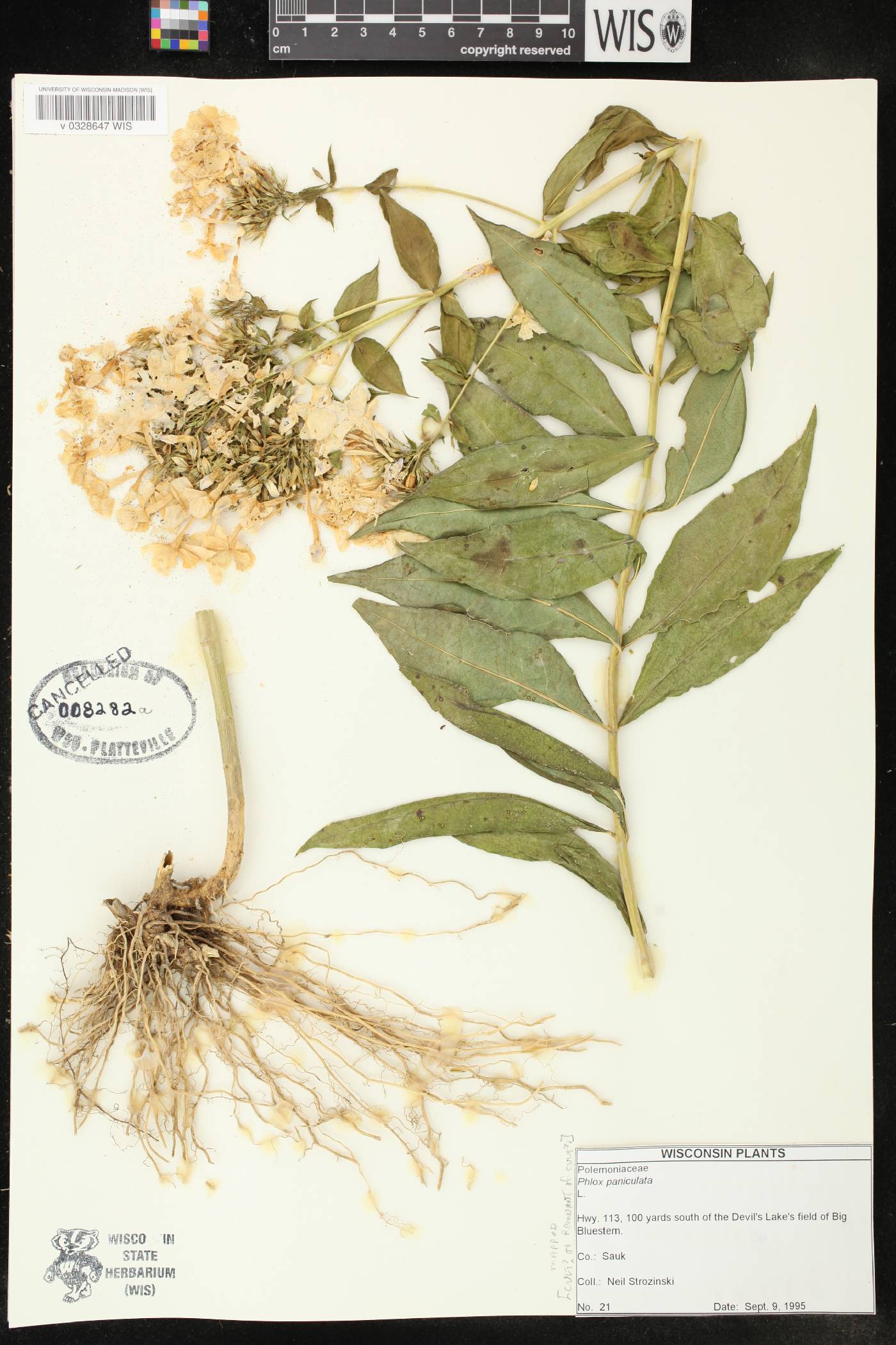 Phlox paniculata image