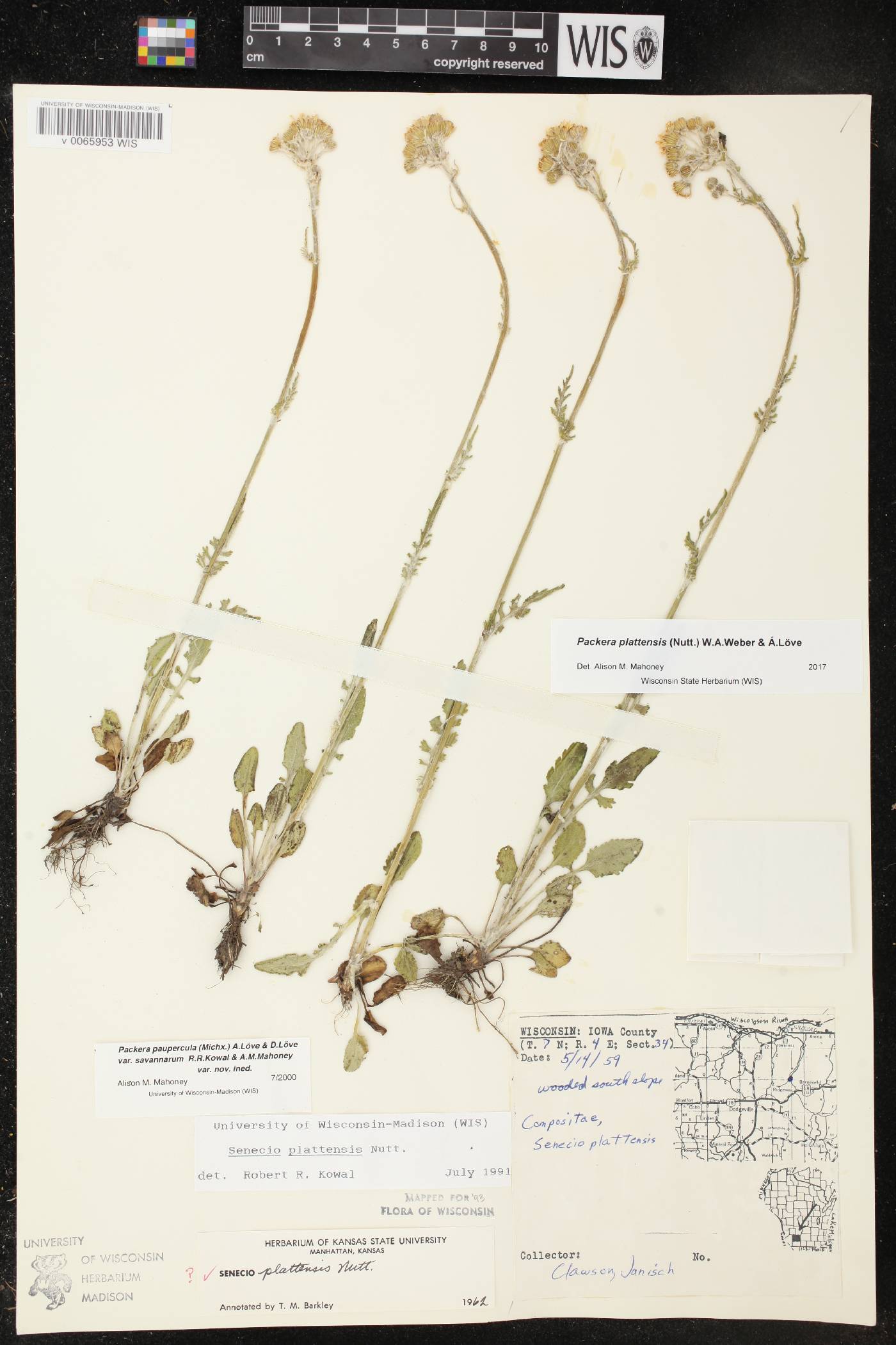 Packera paupercula image