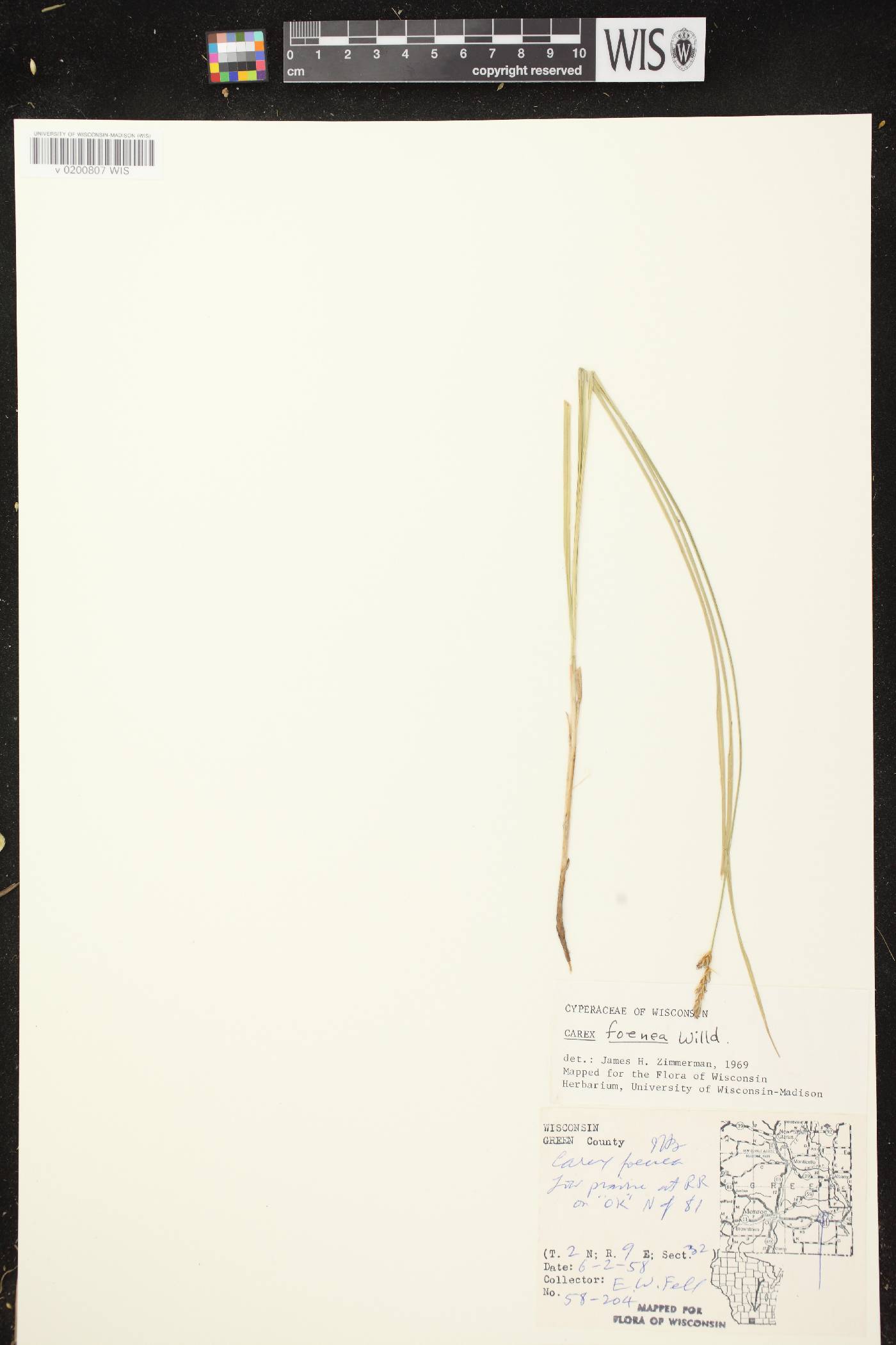 Carex siccata image