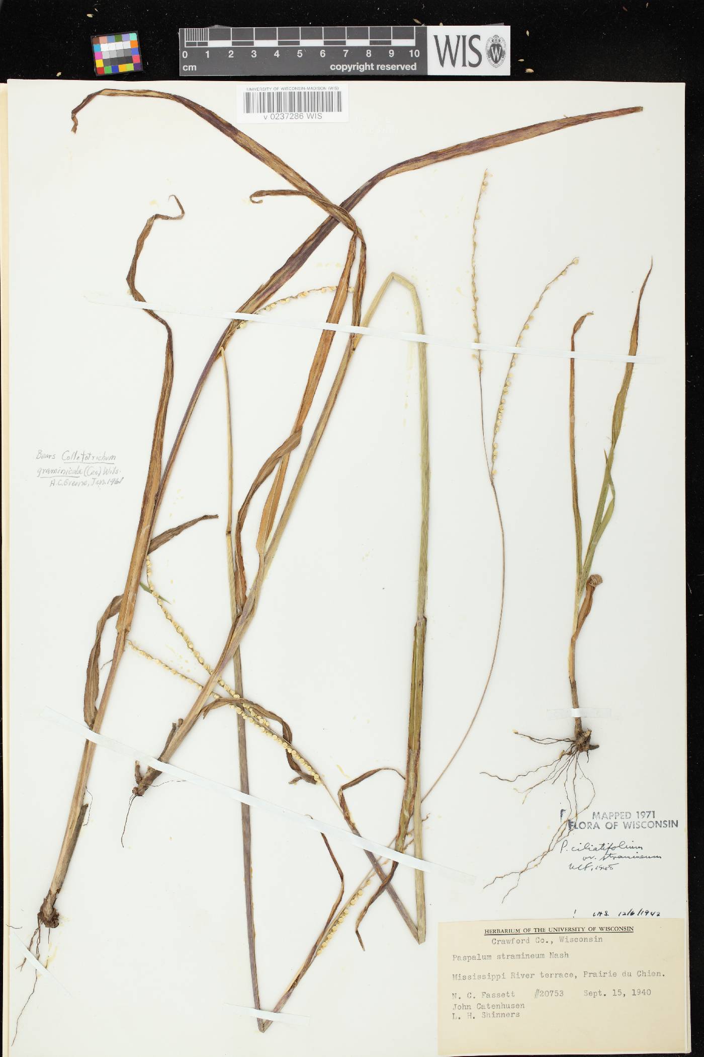 Paspalum setaceum var. stramineum image
