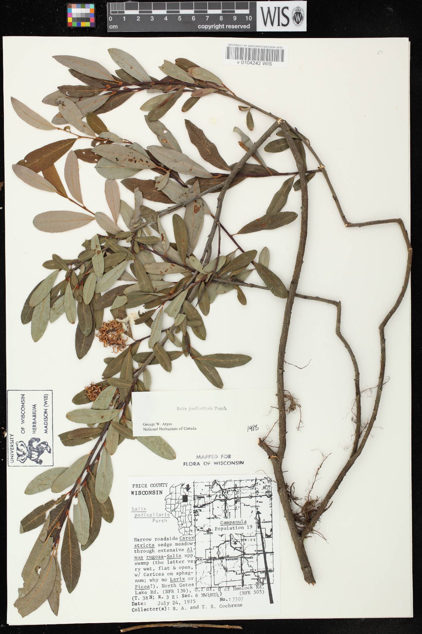 Salix pedicellaris image