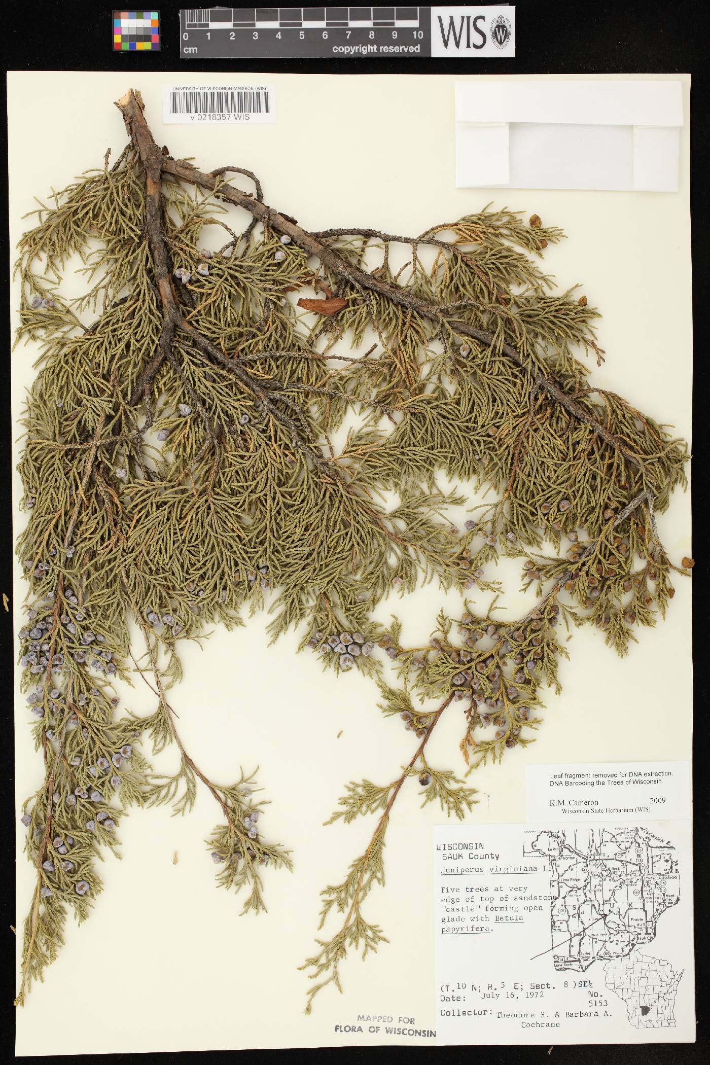 Juniperus virginiana var. virginiana image