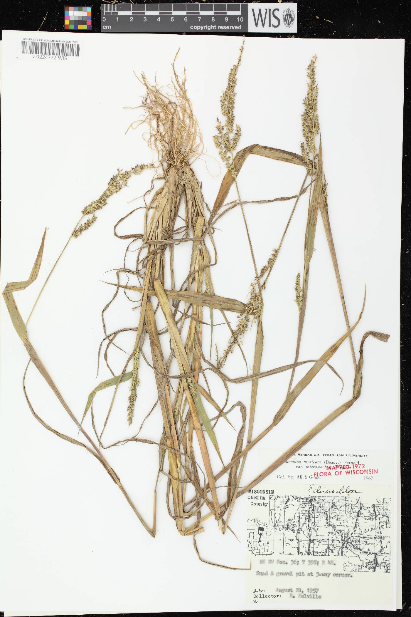 Echinochloa muricata var. microstachya image