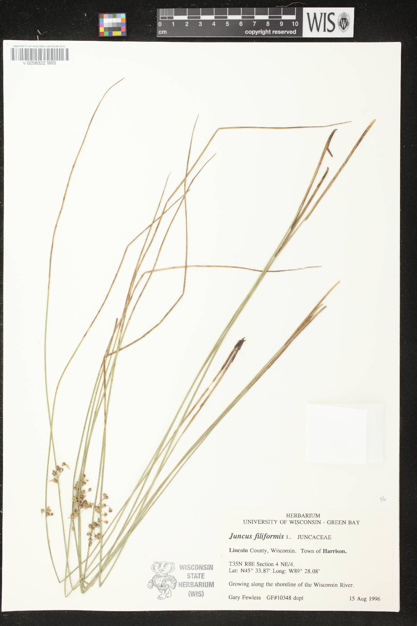 Juncus filiformis image