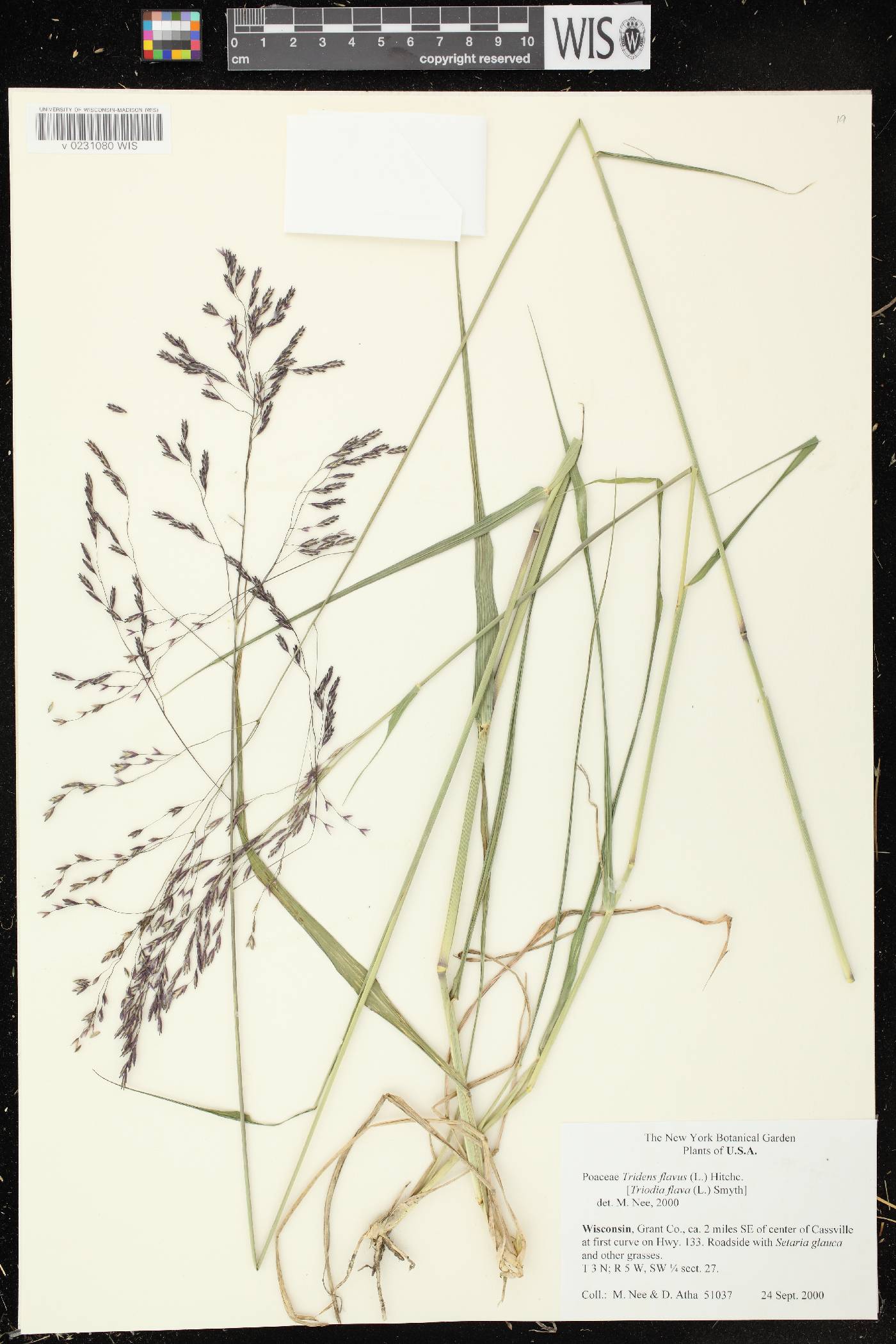 Tridens flavus image