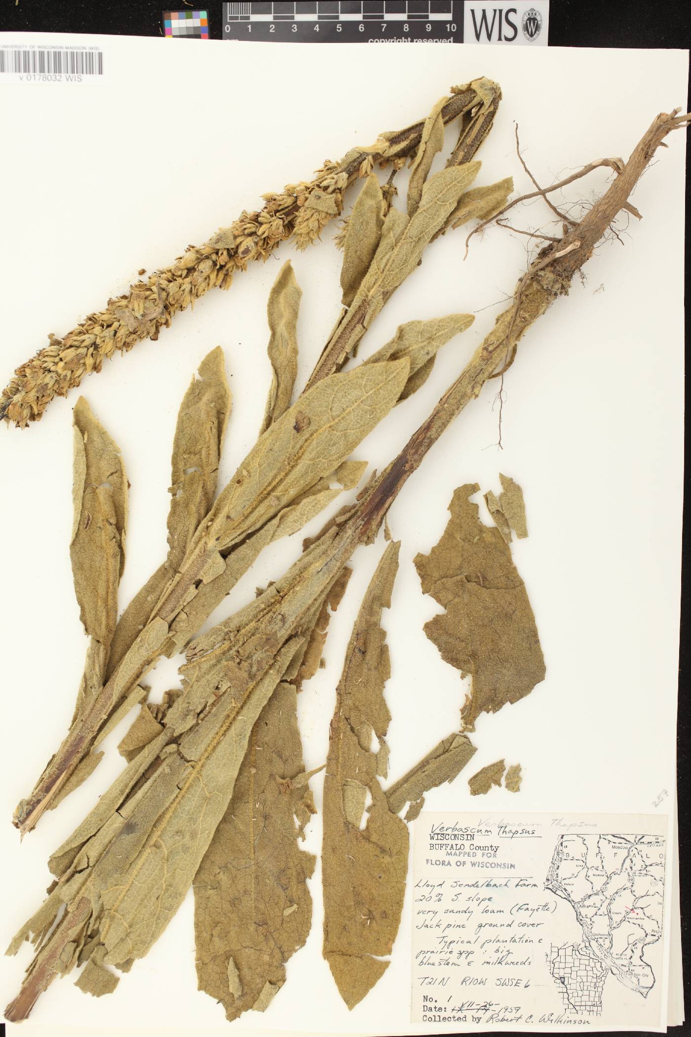 Verbascum thapsus image