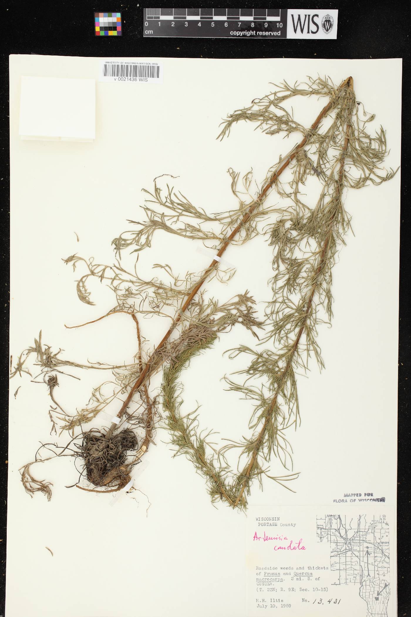 Artemisia campestris image