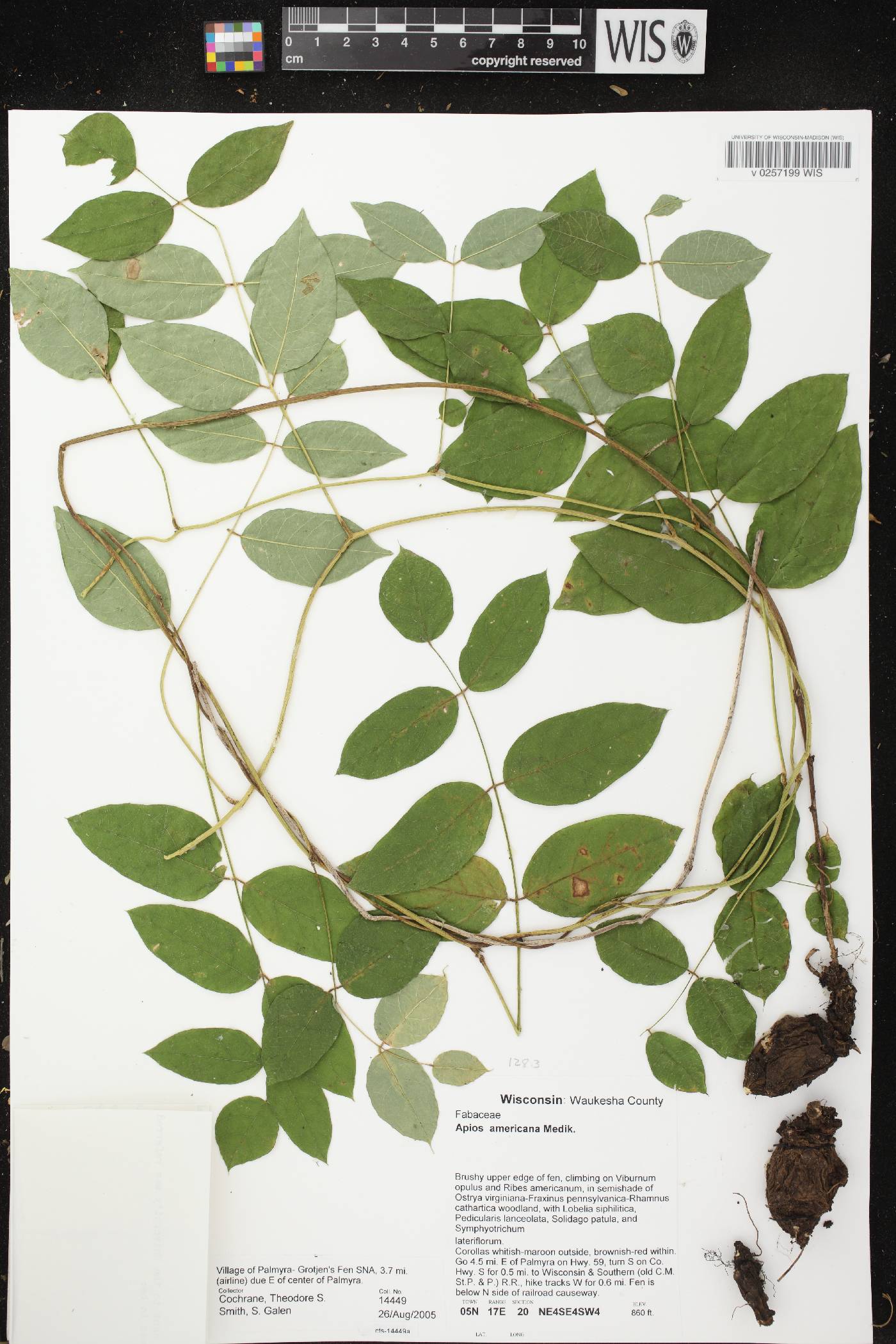 Apios americana image