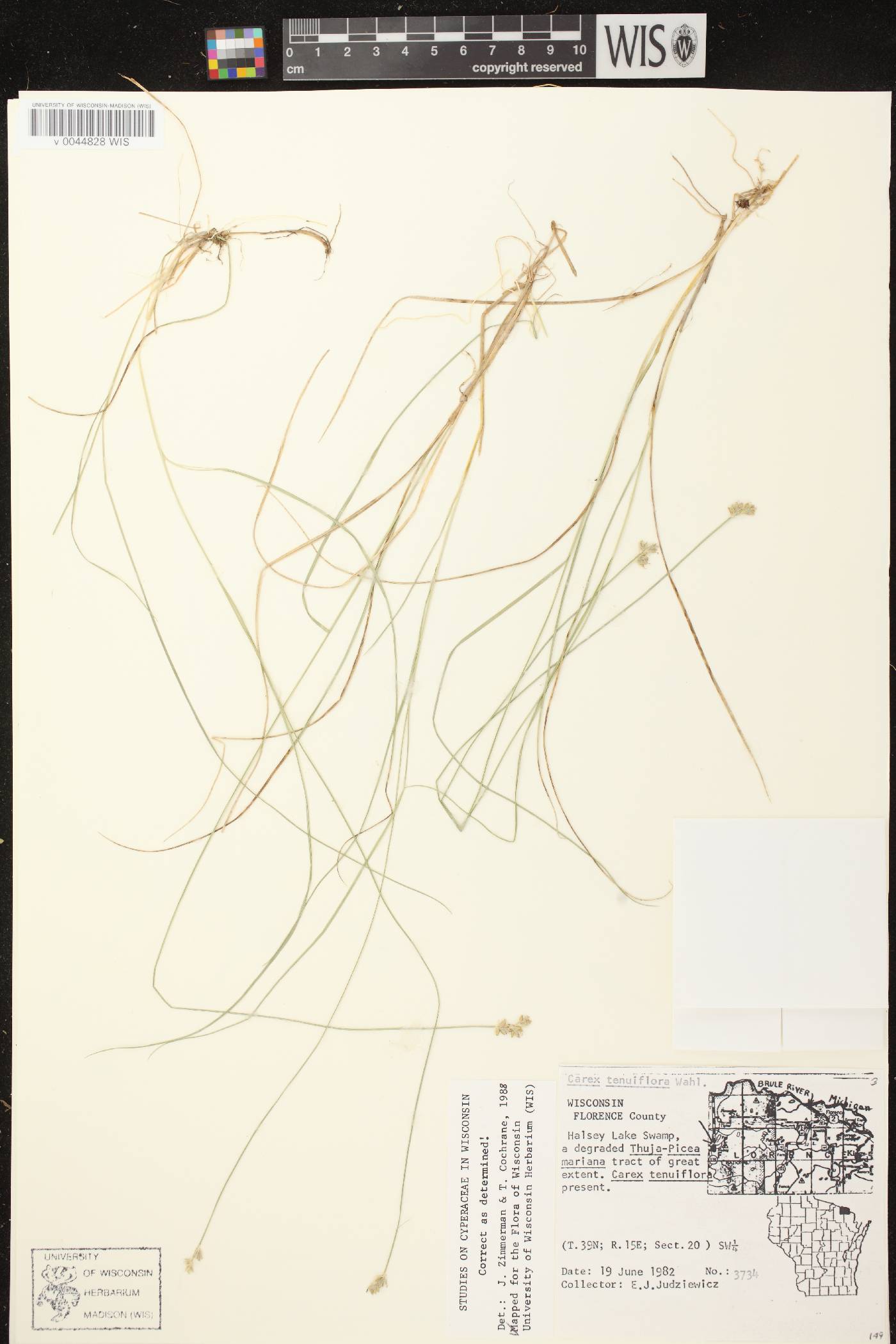Carex tenuiflora image