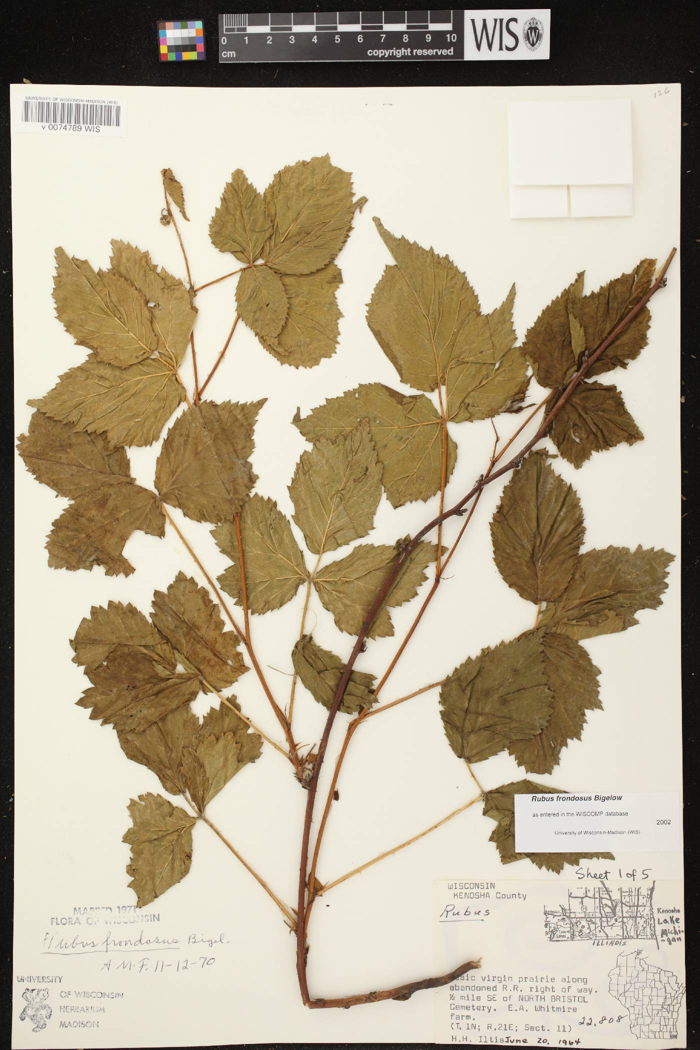 Rubus pensilvanicus image