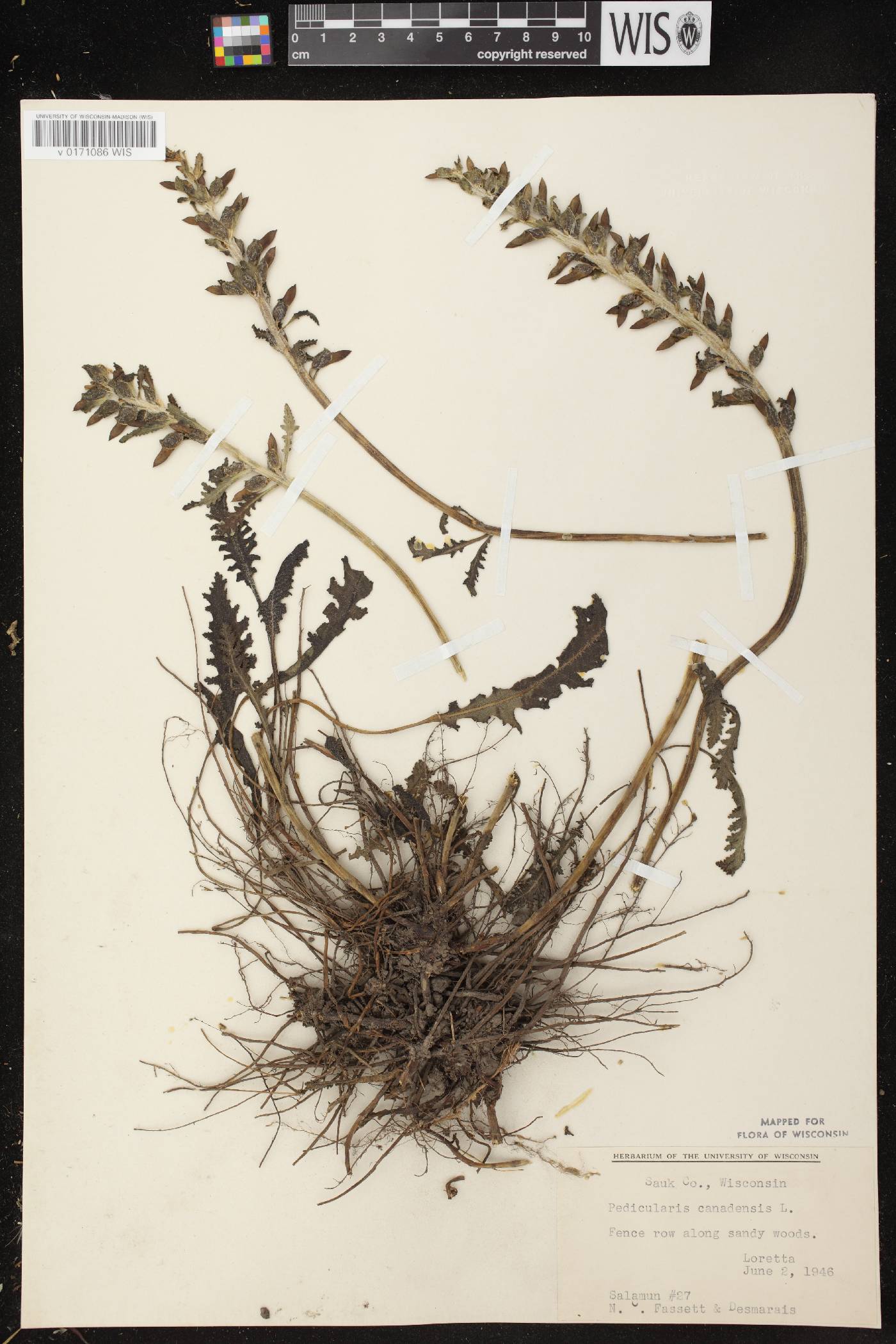 Pedicularis canadensis subsp. canadensis image