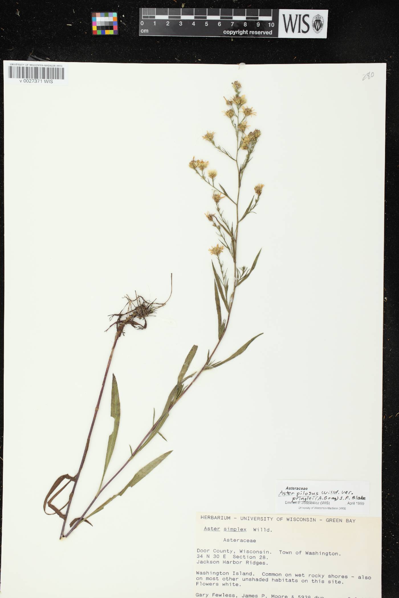 Symphyotrichum pilosum image