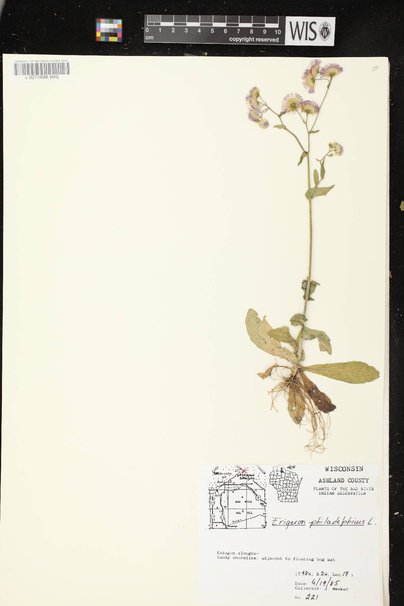 Erigeron philadelphicus image