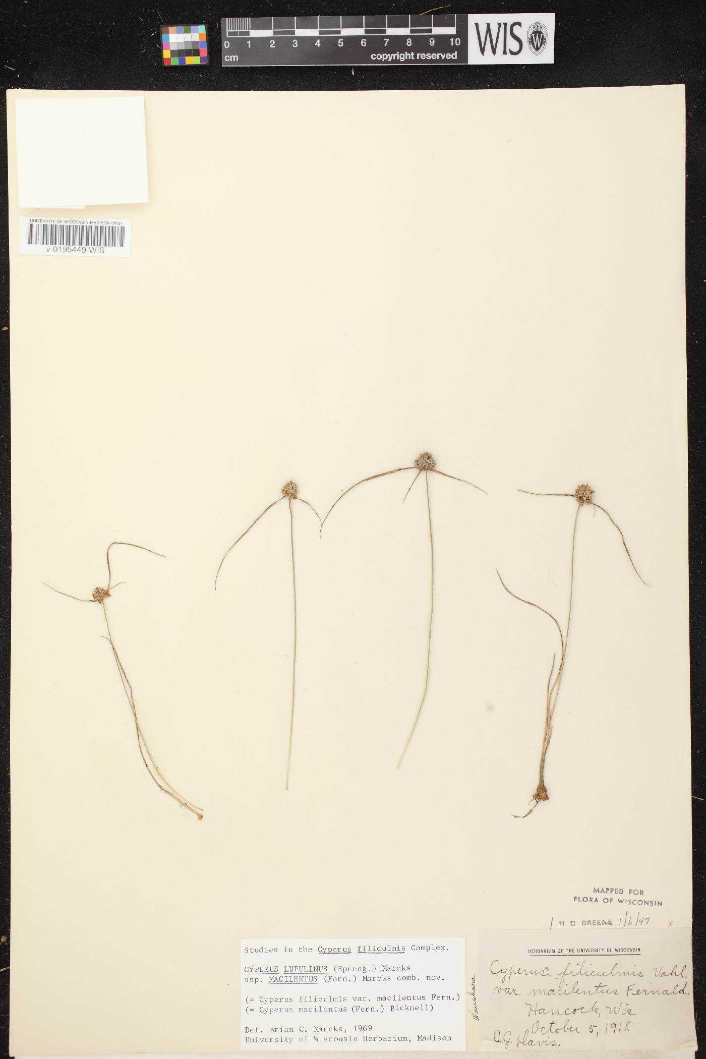 Cyperus lupulinus image