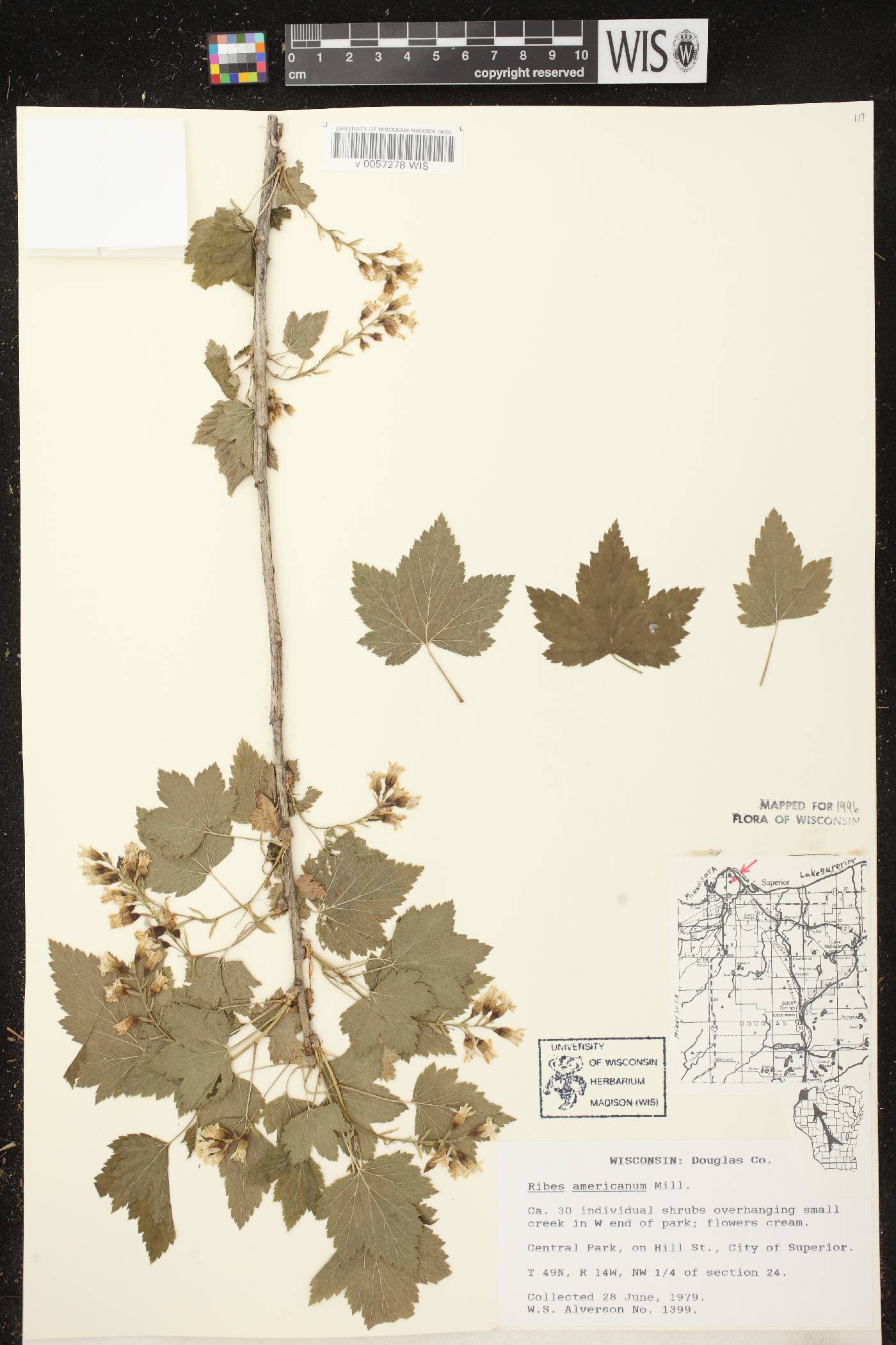 Ribes americanum image