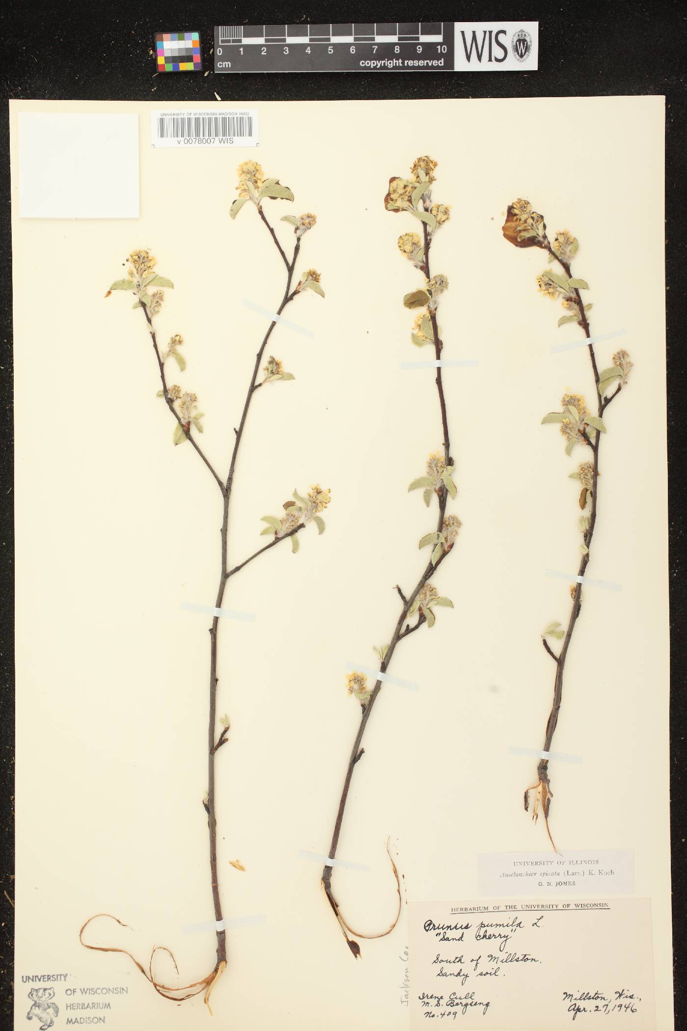 Amelanchier spicata image