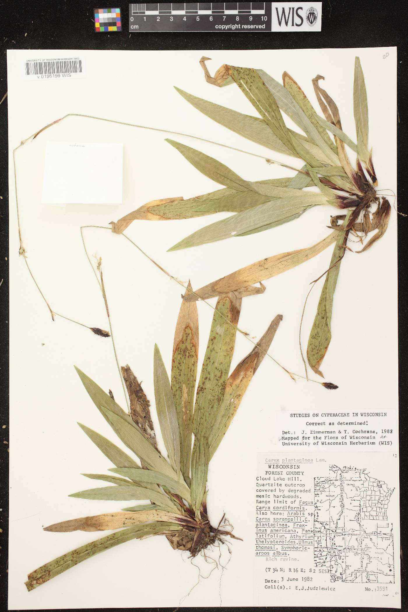 Carex plantaginea image