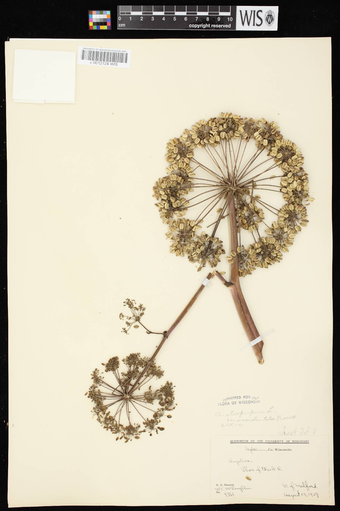 Angelica atropurpurea var. occidentalis image
