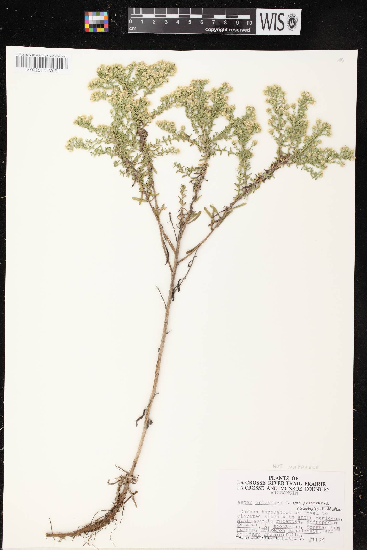 Symphyotrichum ericoides var. ericoides image