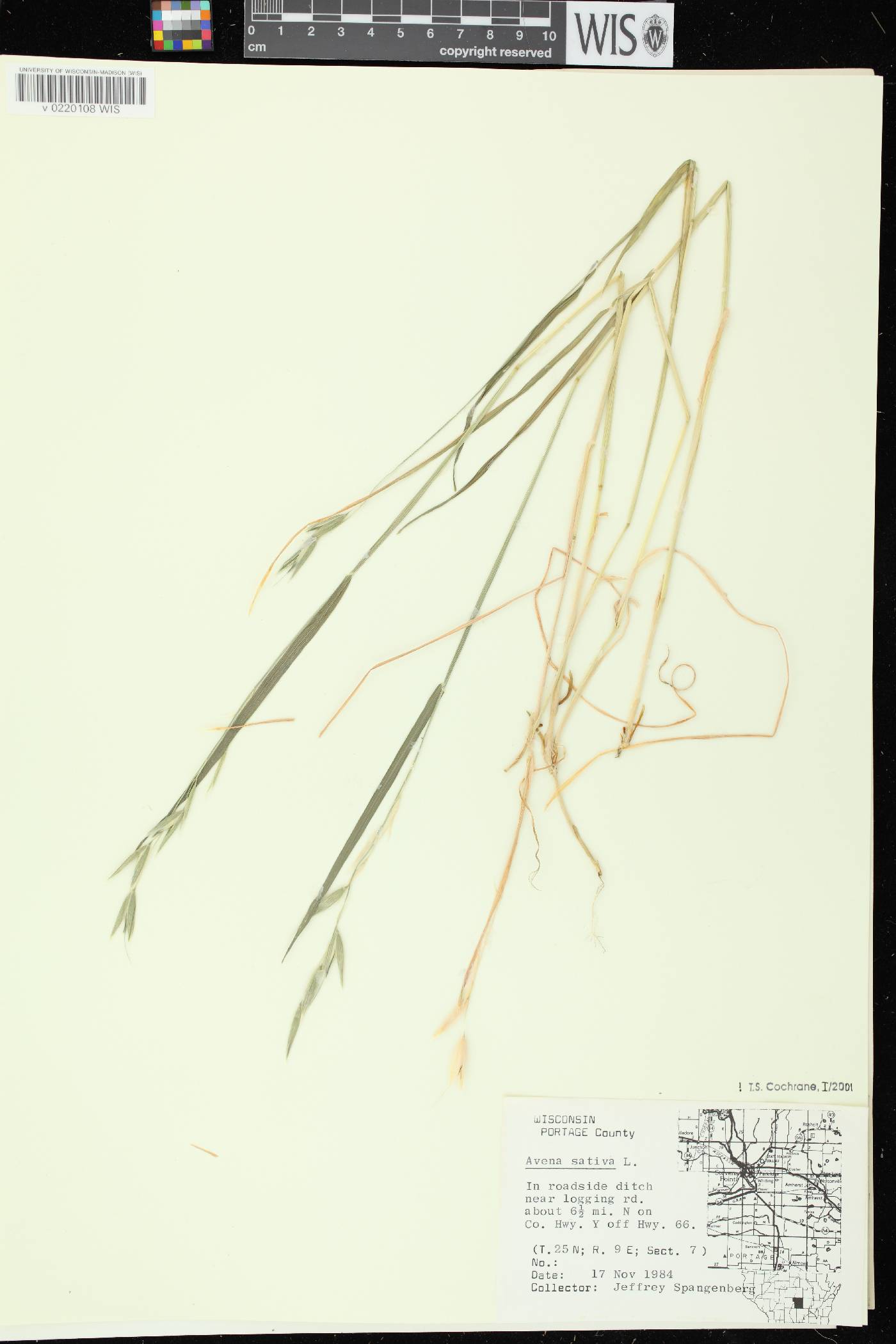 Avena sativa image