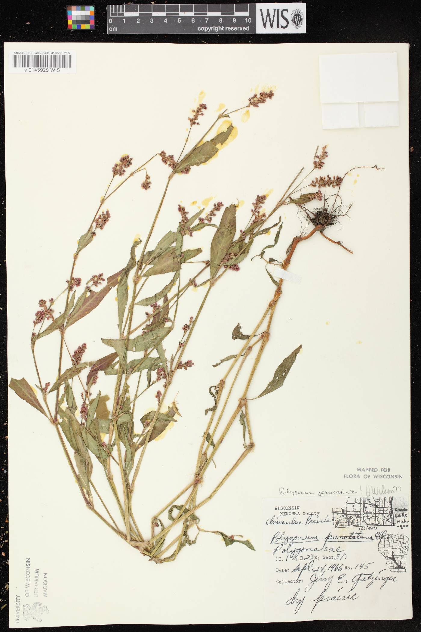 Persicaria maculosa image