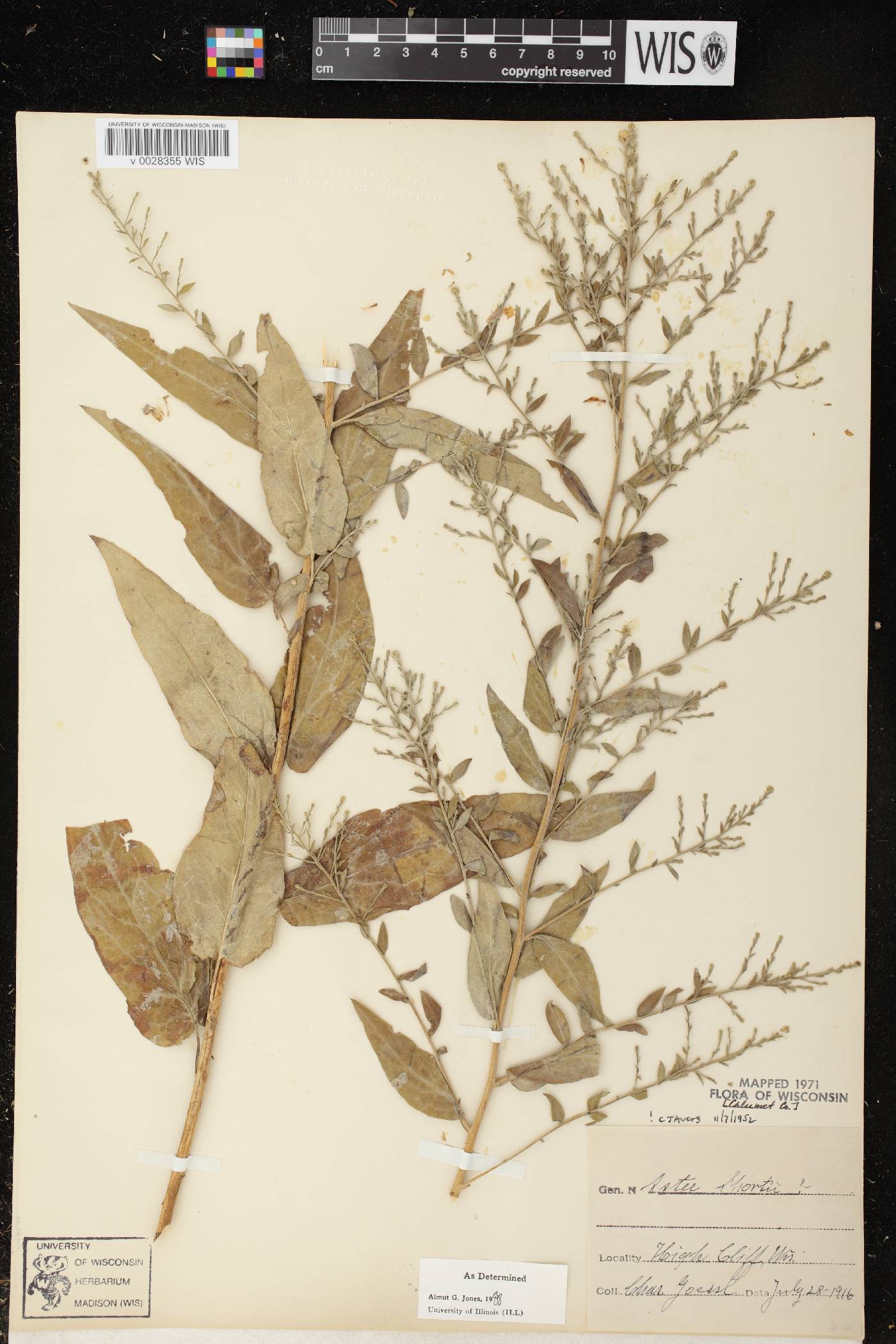 Symphyotrichum shortii image